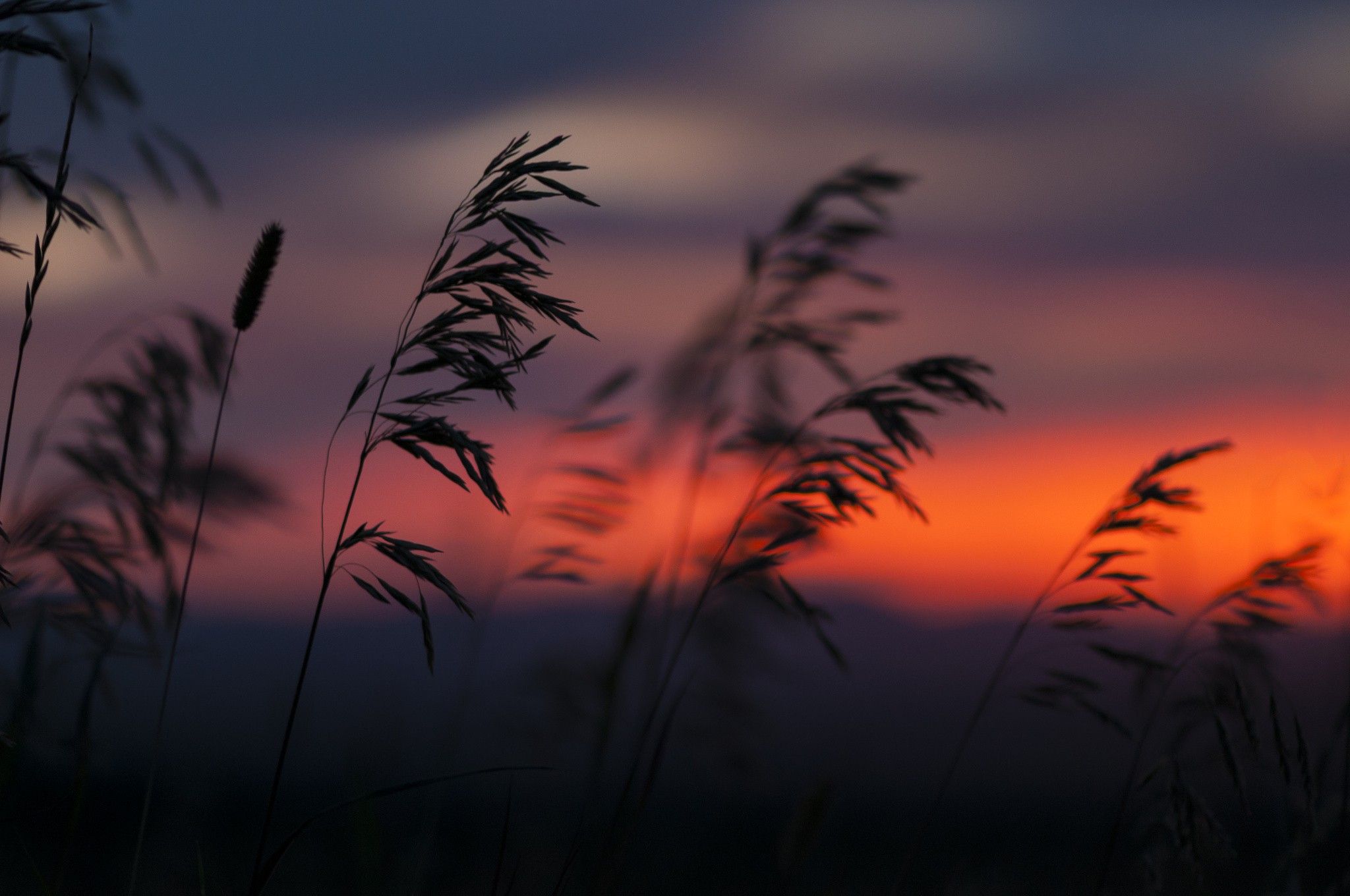 General 2048x1360 plants sunset silhouette reeds nature