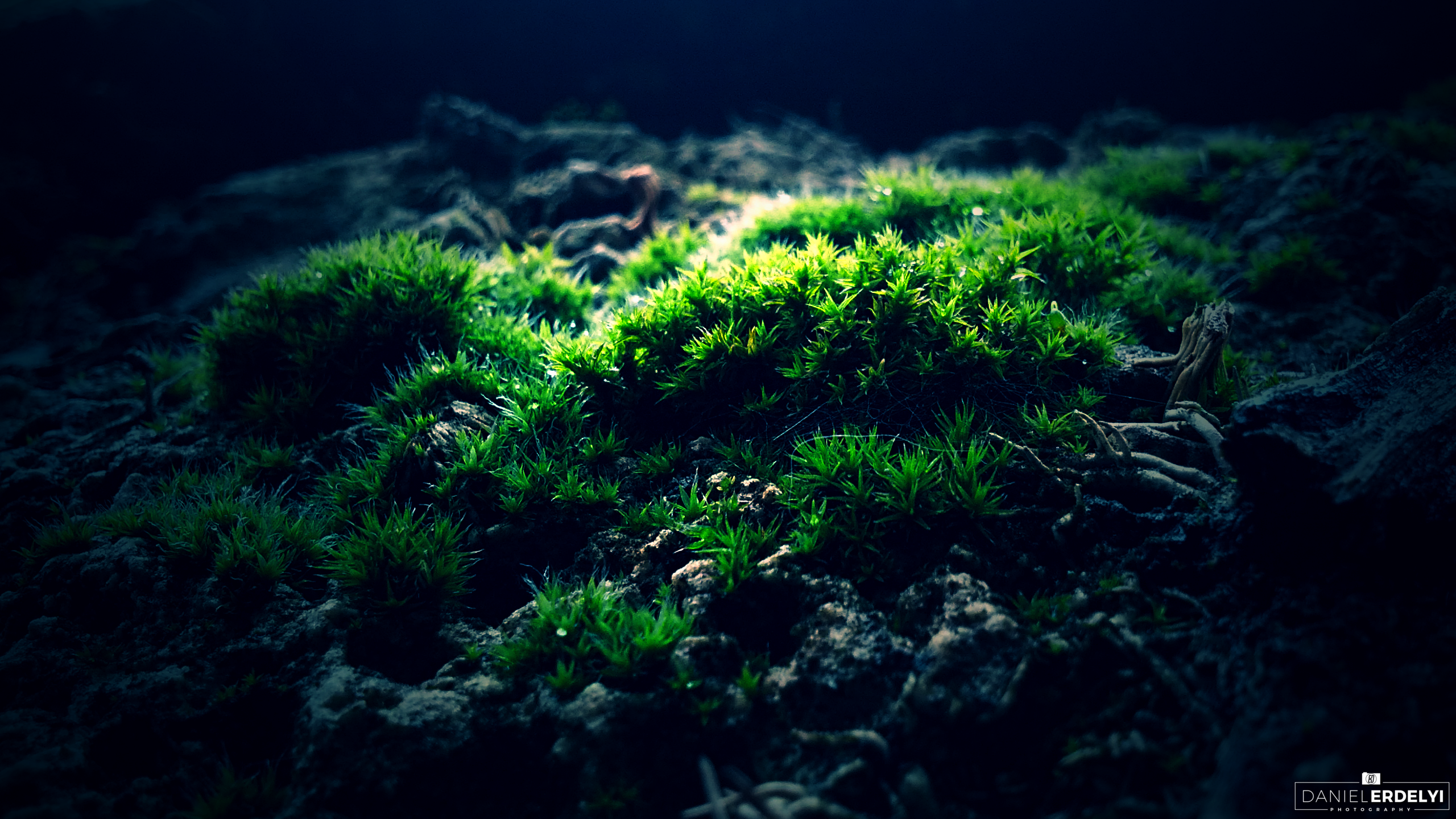 General 2560x1440 moss macro photography green plants nature