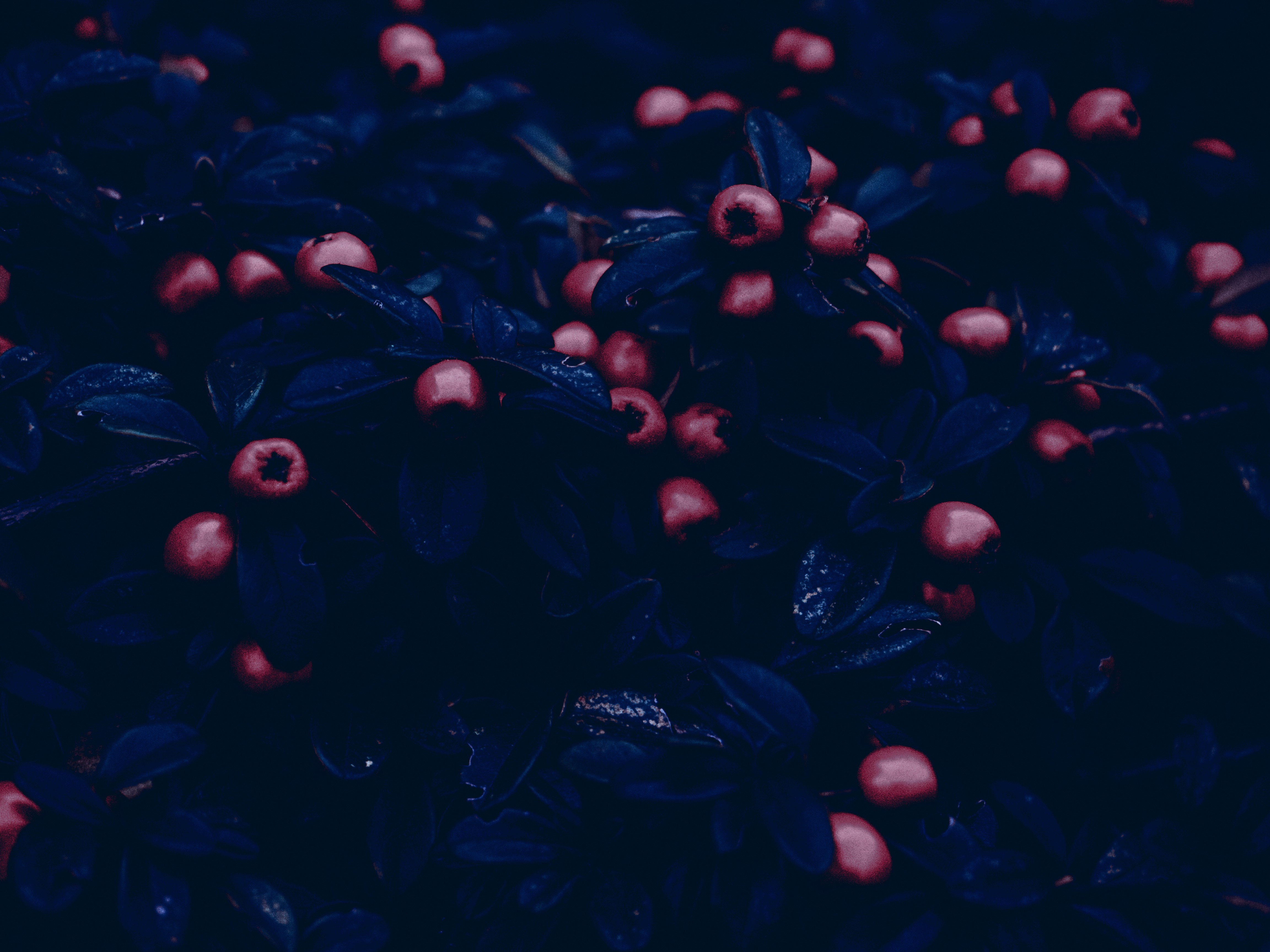 General 4608x3456 fruit dark plants berries low light closeup