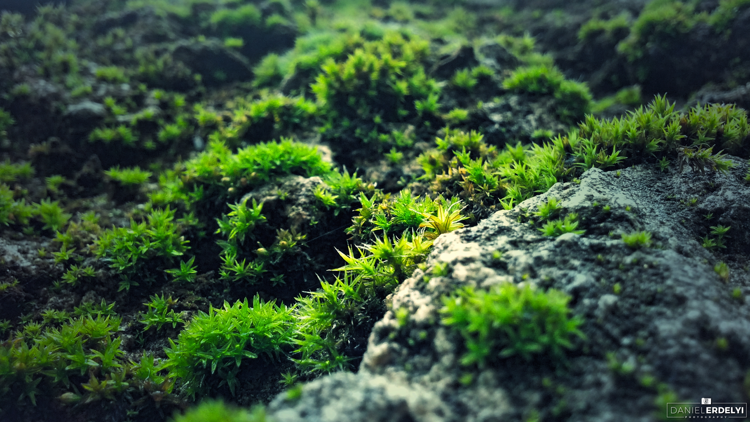 General 2560x1440 nature moss photography green blue rocks plants