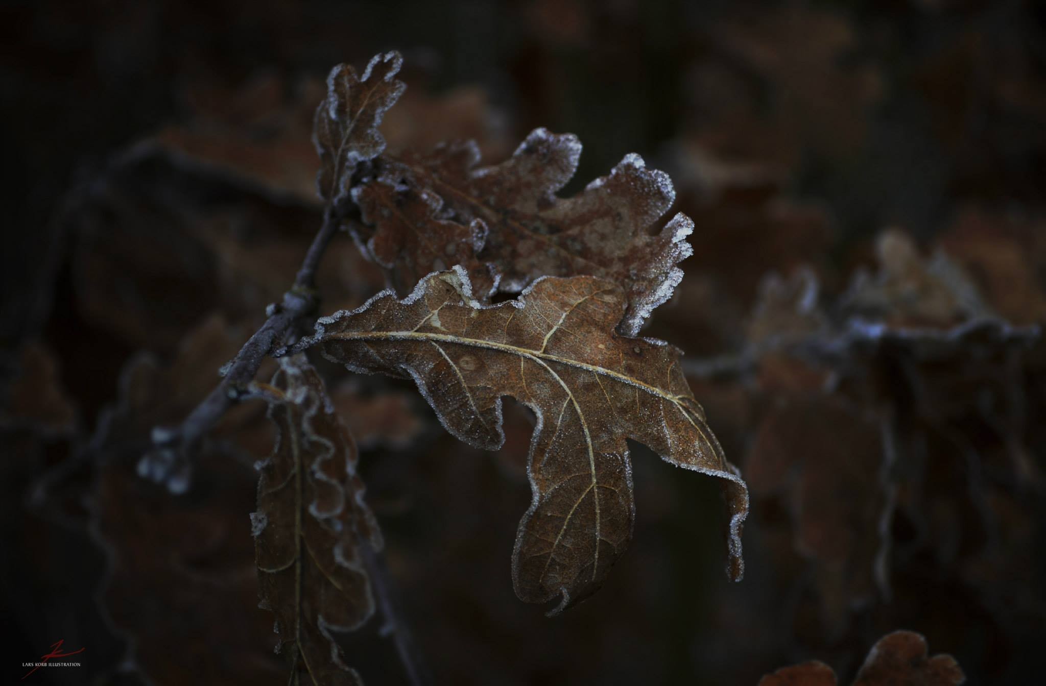 General 2048x1344 frost leaves plants winter ice outdoors closeup watermarked