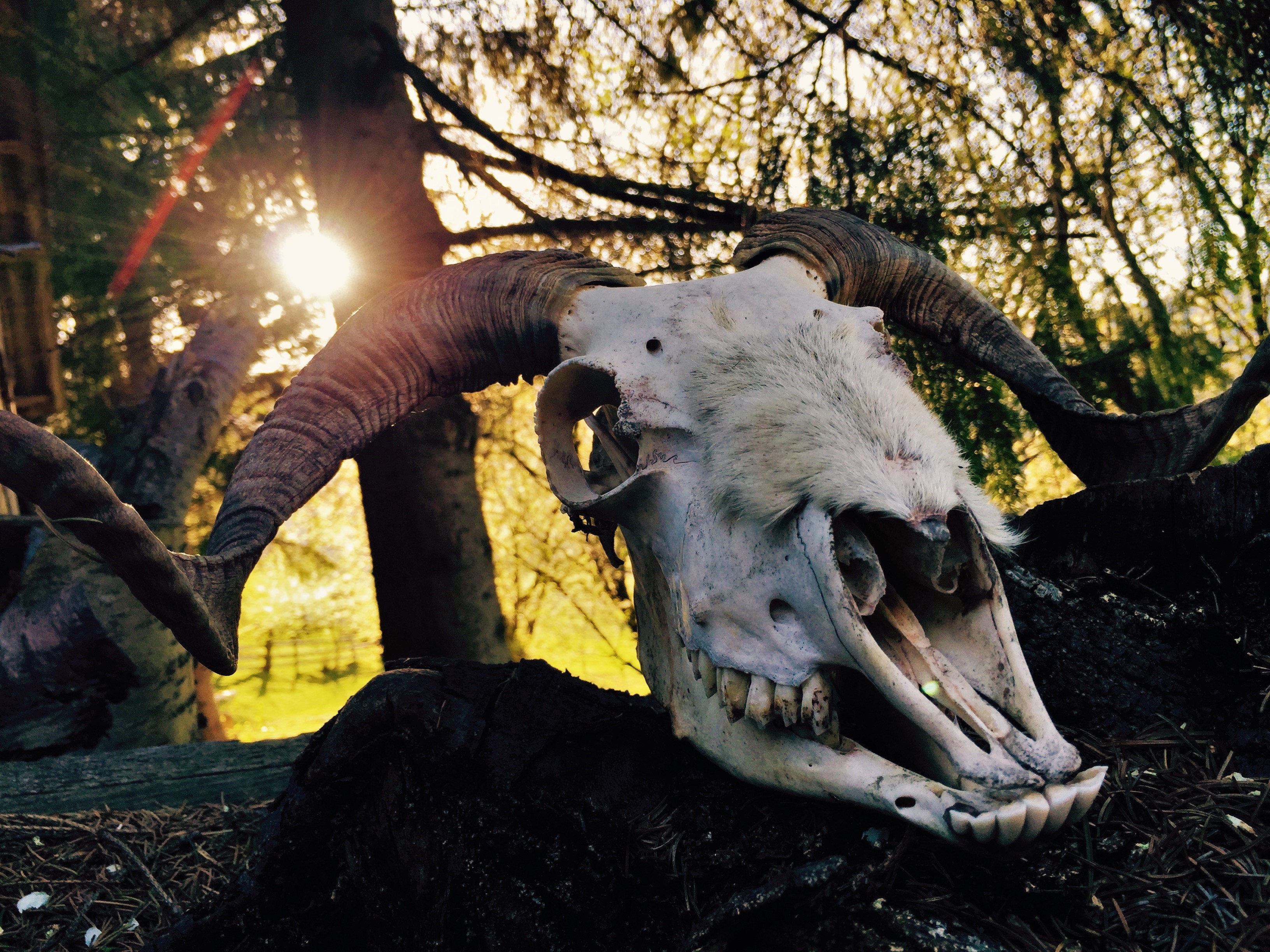 General 3264x2448 skull sunlight bones outdoors horns closeup