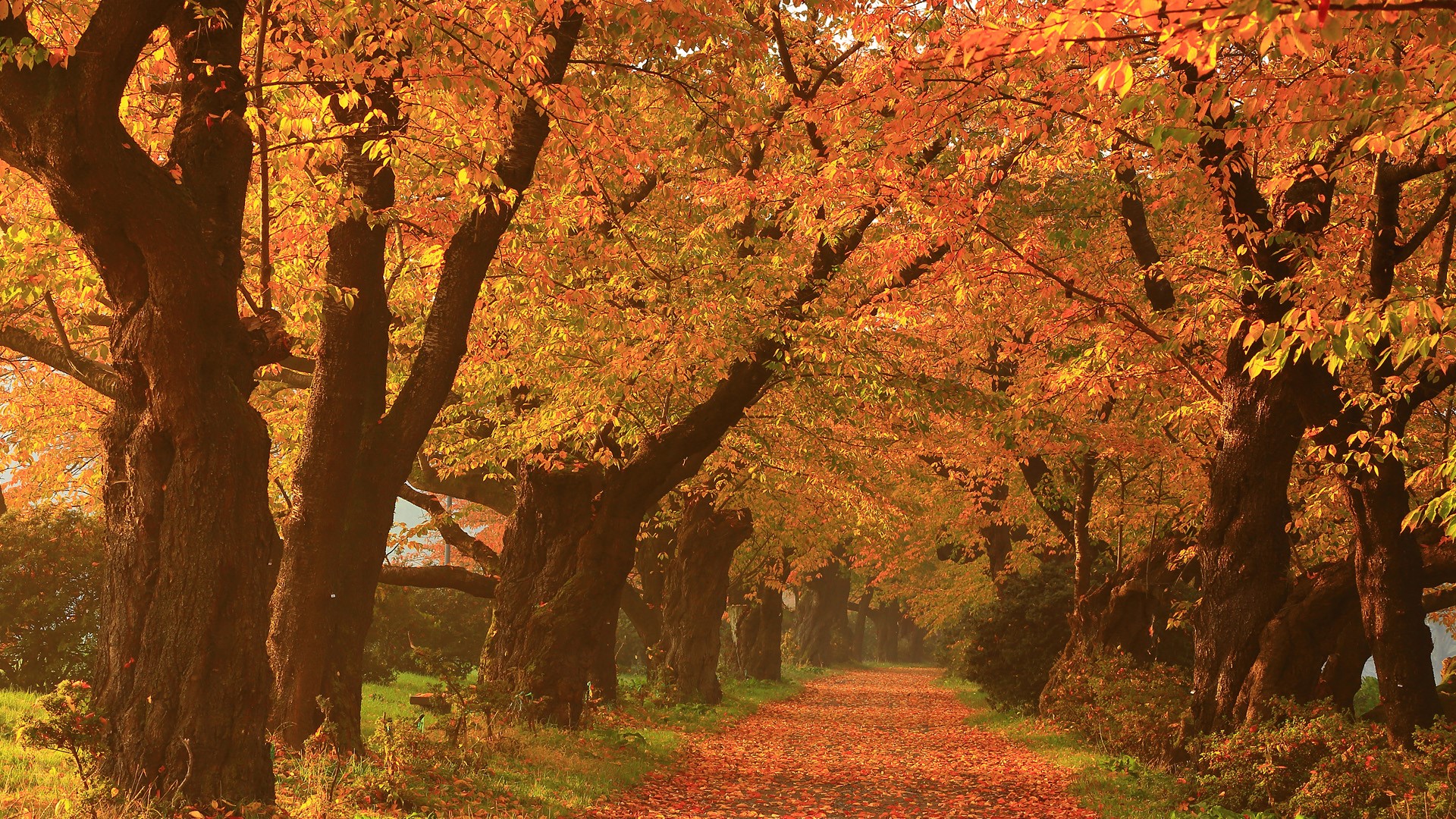 General 1920x1080 nature landscape trees leaves fall path old tree grass plants tunnel cherry trees Japan