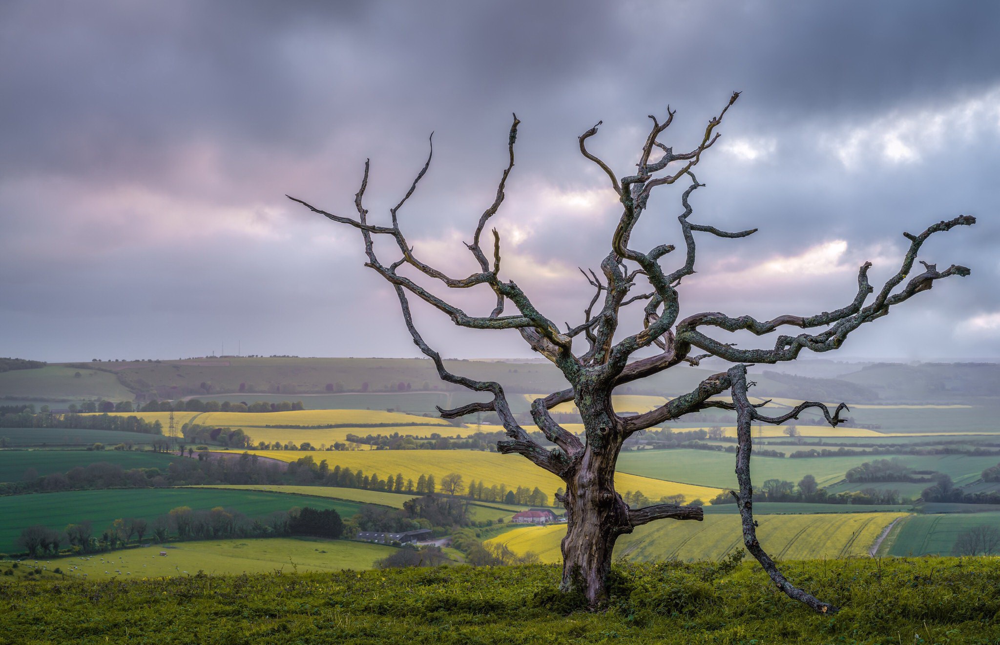 General 2048x1320 trees outdoors landscape dead trees overcast far view field