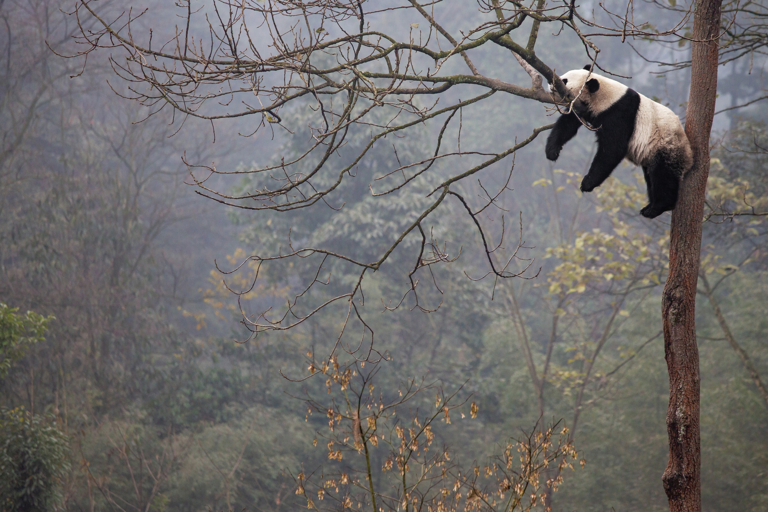General 2500x1667 panda nature trees animals bears relaxing mammals
