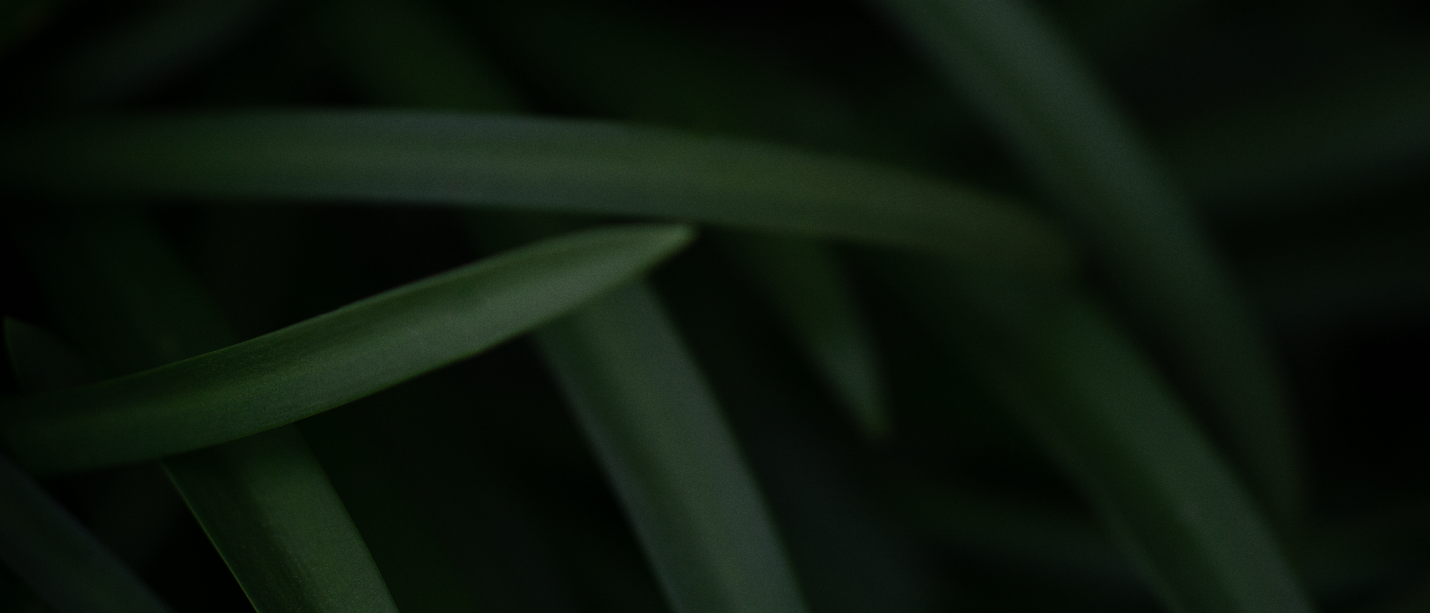 General 5999x2571 ultrawide photography grass plants
