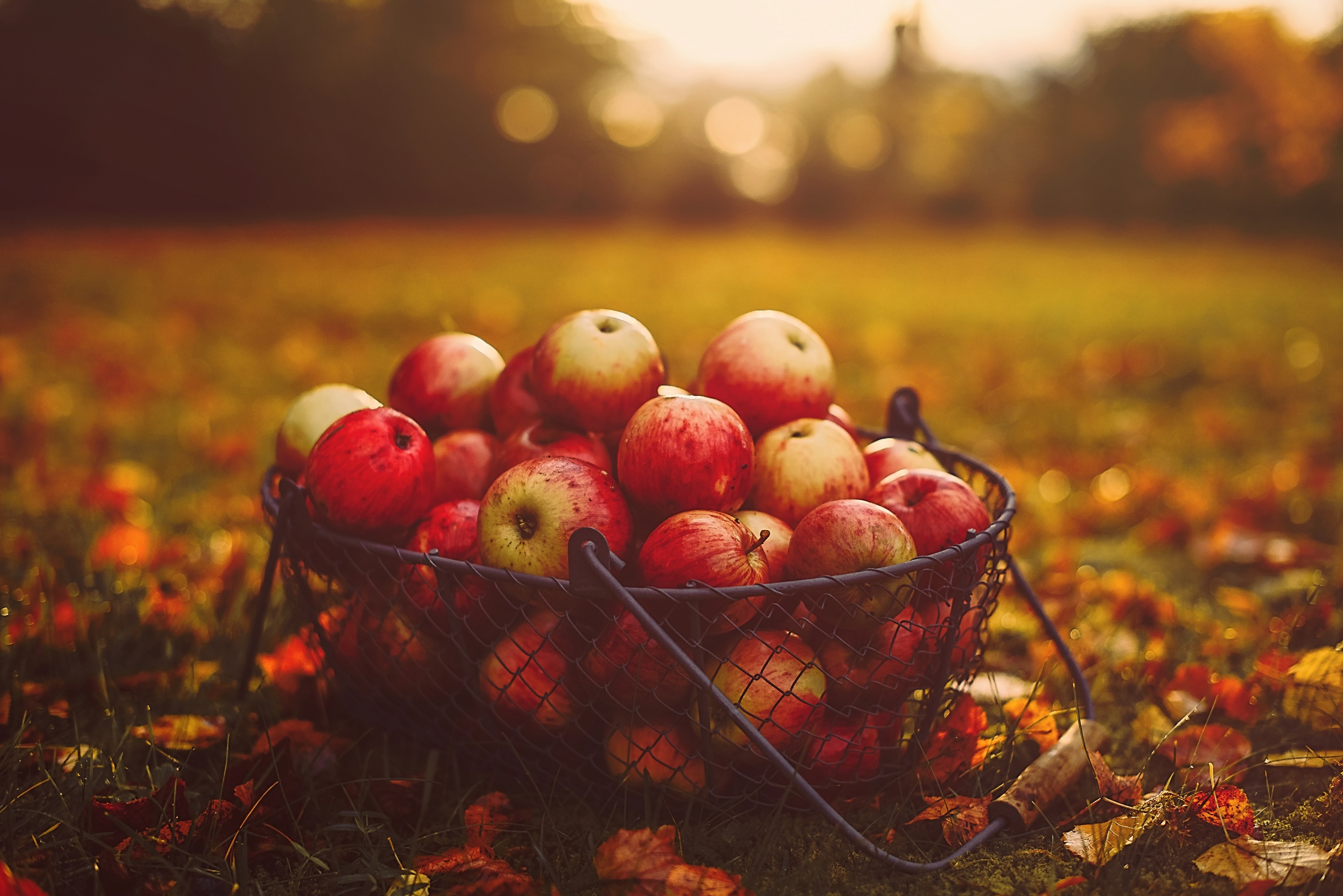 General 2560x1709 outdoors food fruit leaves apples baskets fall