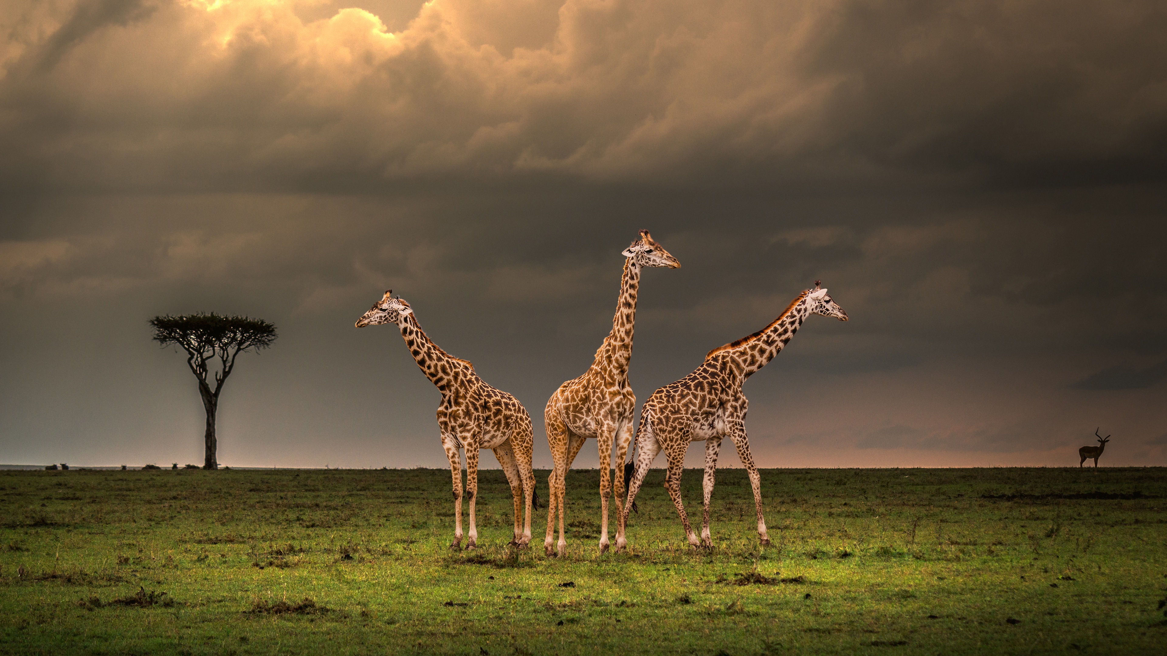 General 3840x2160 animals nature giraffes mammals
