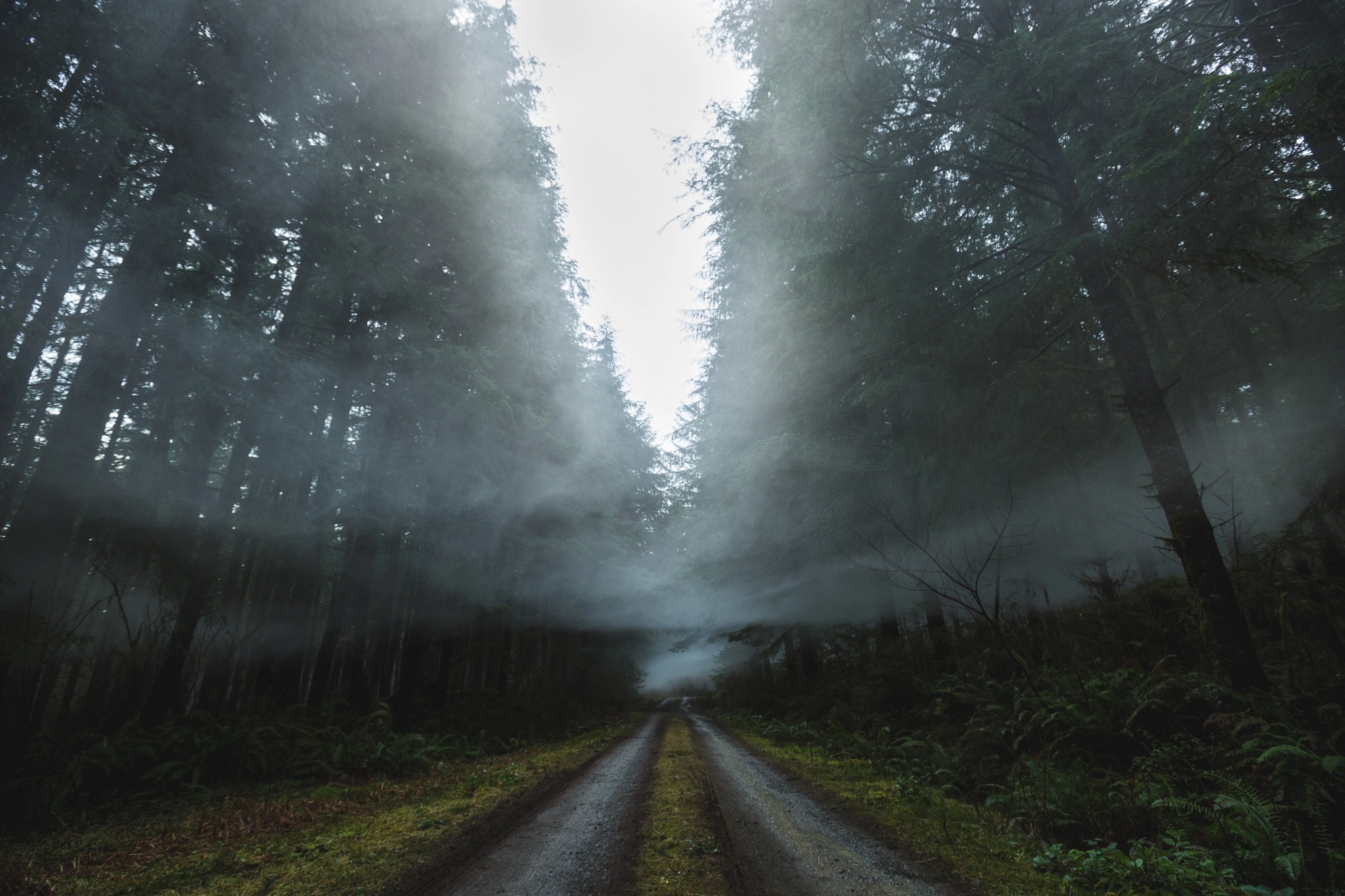 General 2000x1333 trees outdoors road dirt road mist forest