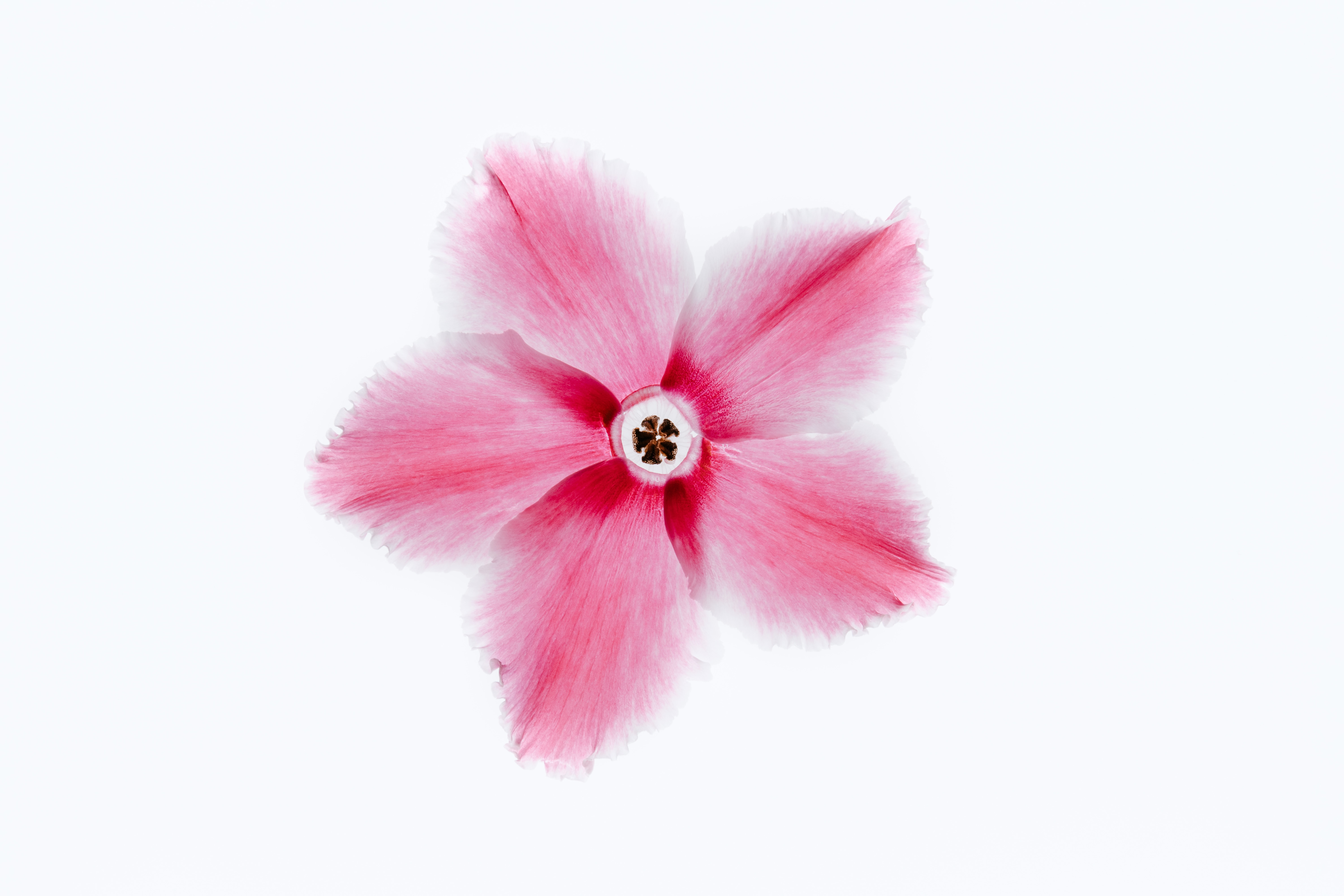 General 6000x4000 petals flowers minimalism white white background nature pink simple background