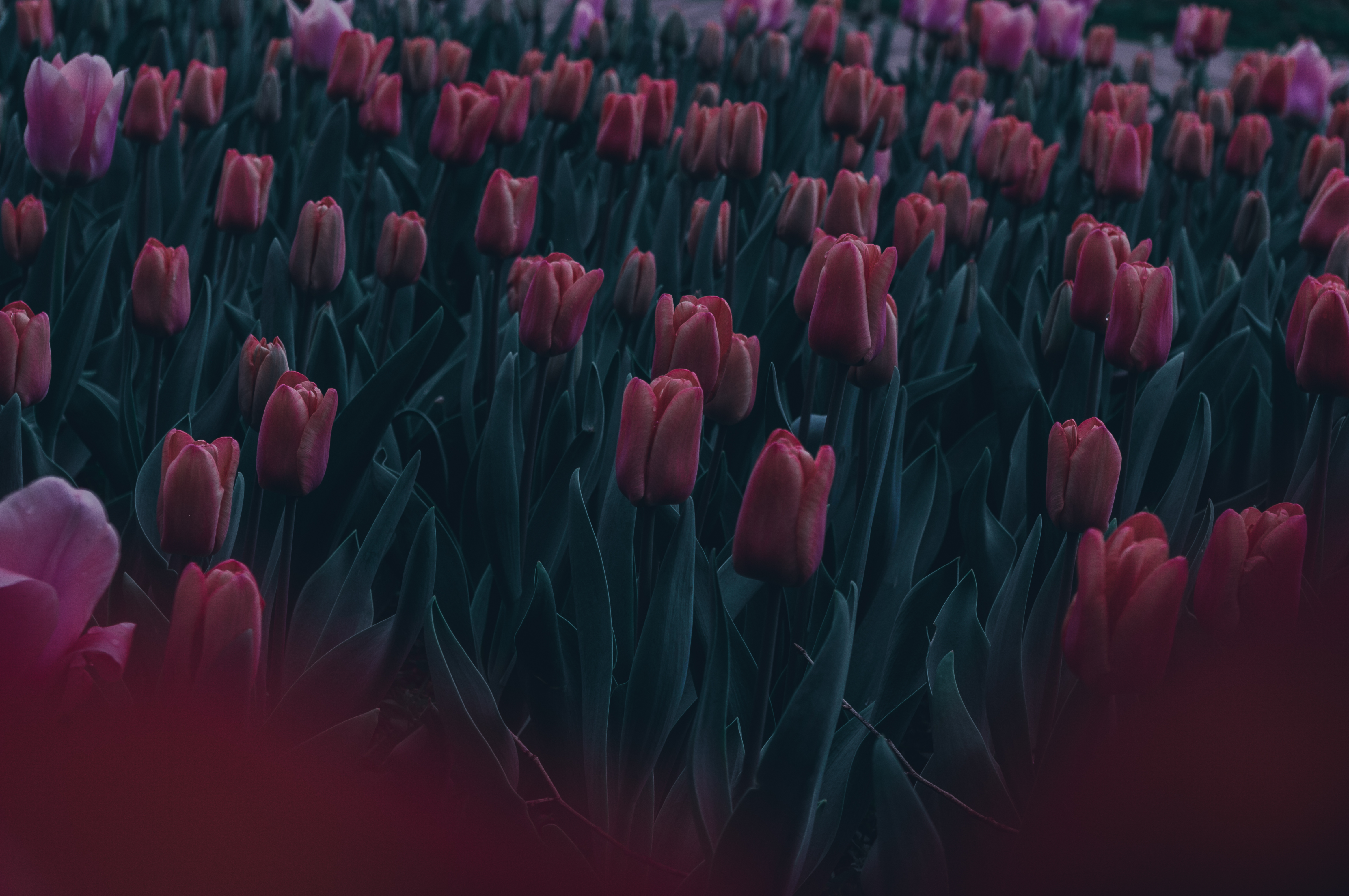 General 4672x3104 dark emotion nature leaves green tulips red pink spring low light closeup