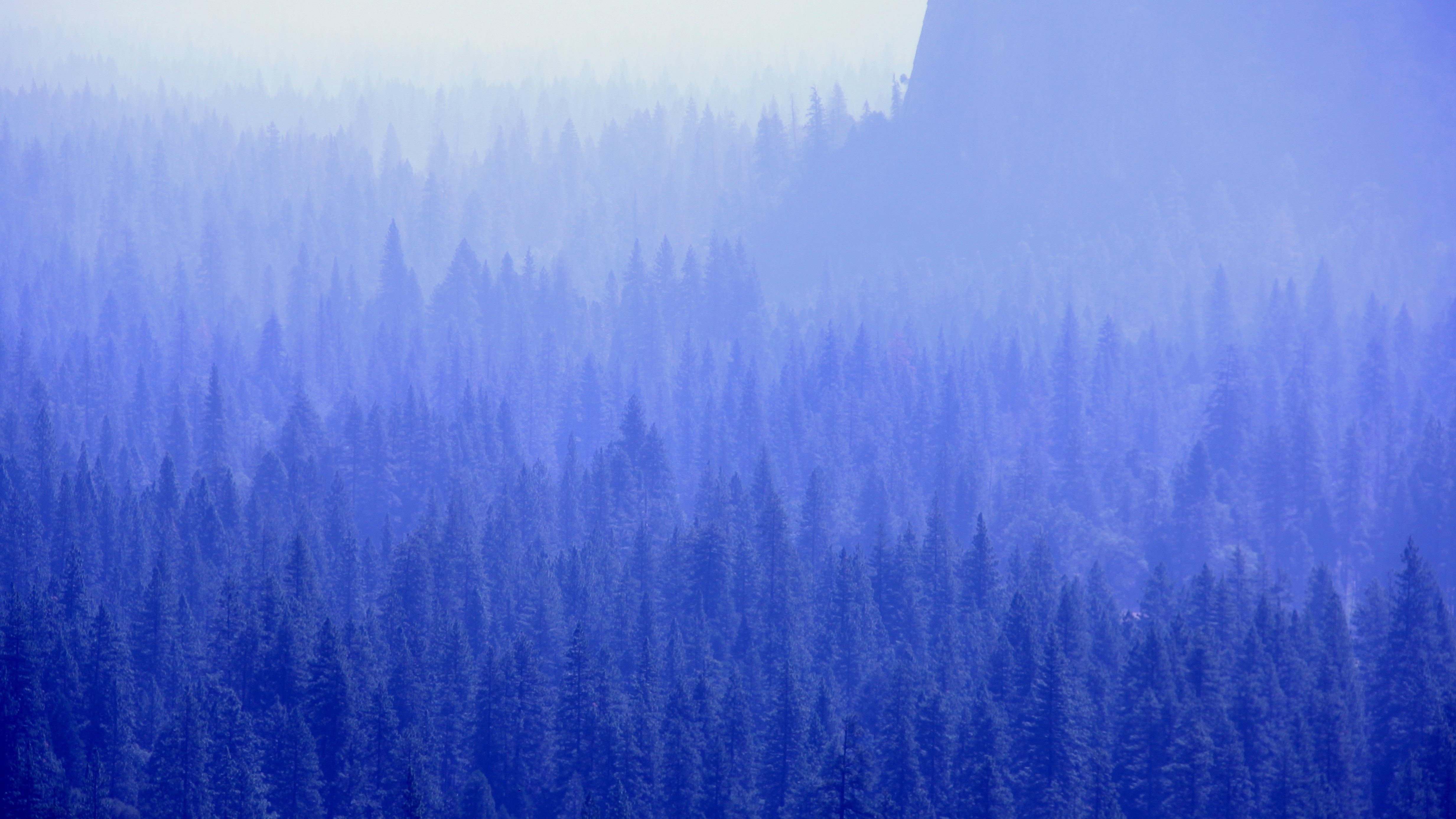 General 4930x2775 forest trees blue mist digital art