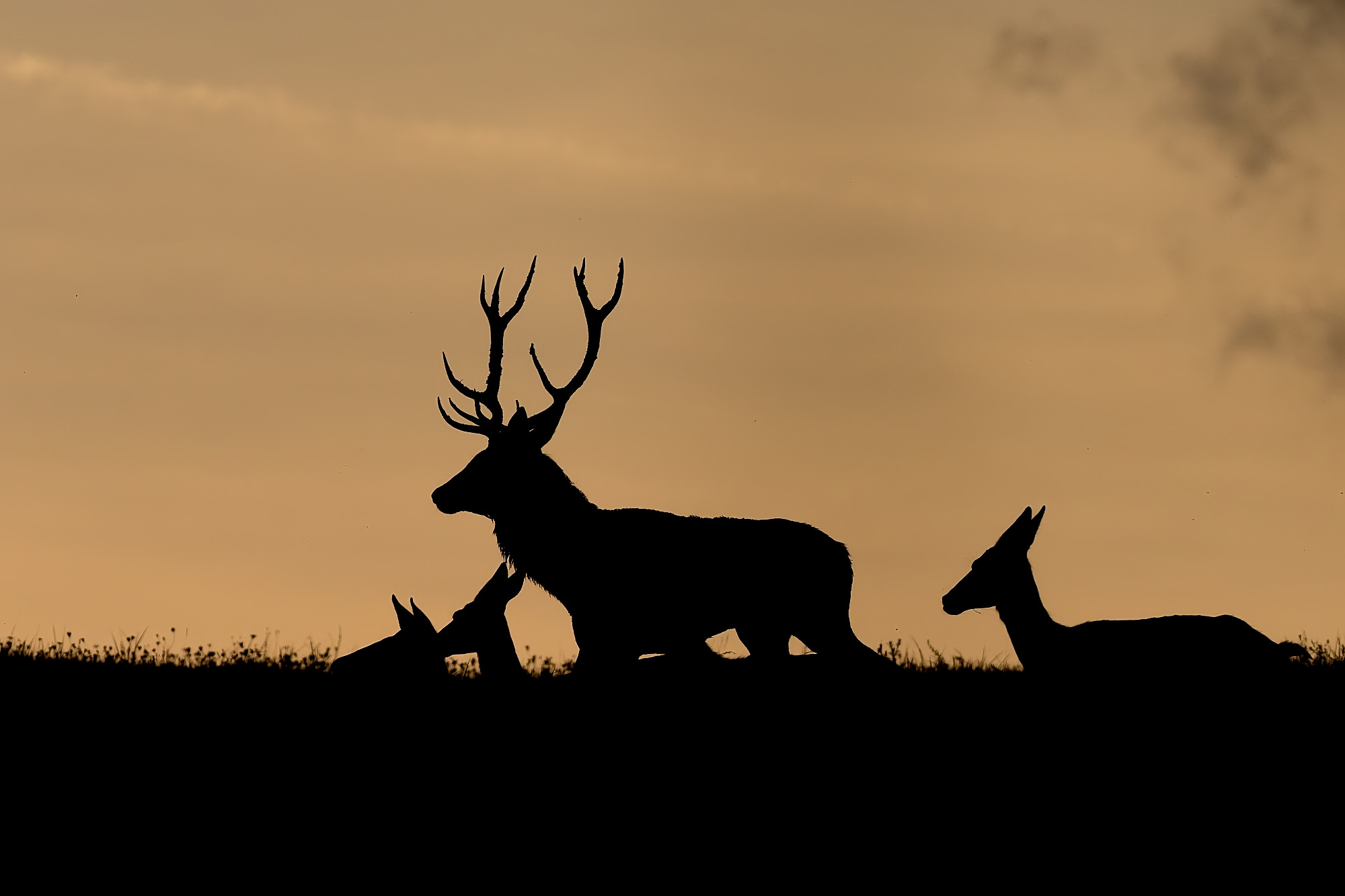 General 2000x1333 nature animals deer silhouette outdoors baby animals antlers