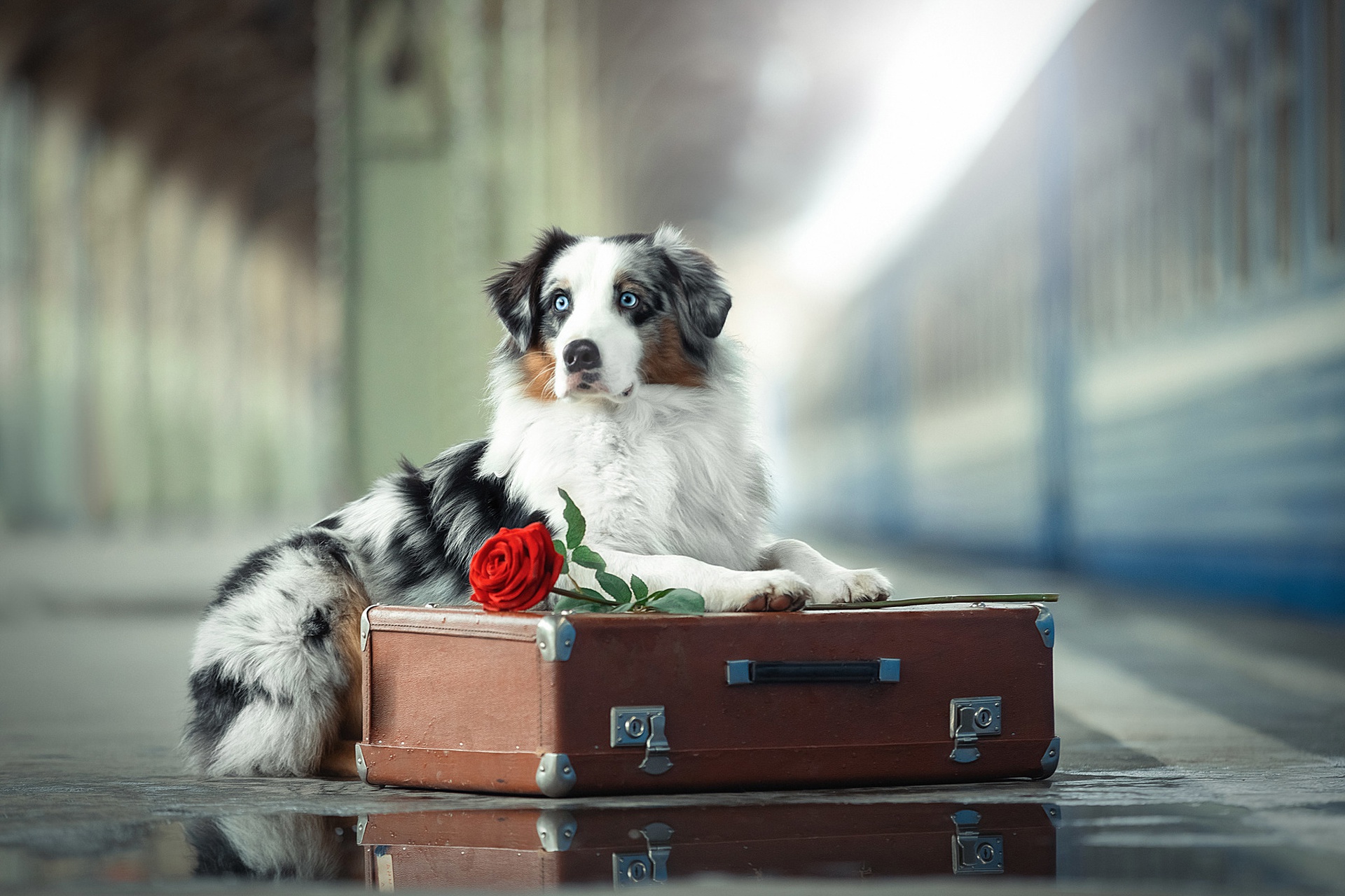 General 1920x1280 flowers rose suitcase animals mammals dog Australian Shepherd