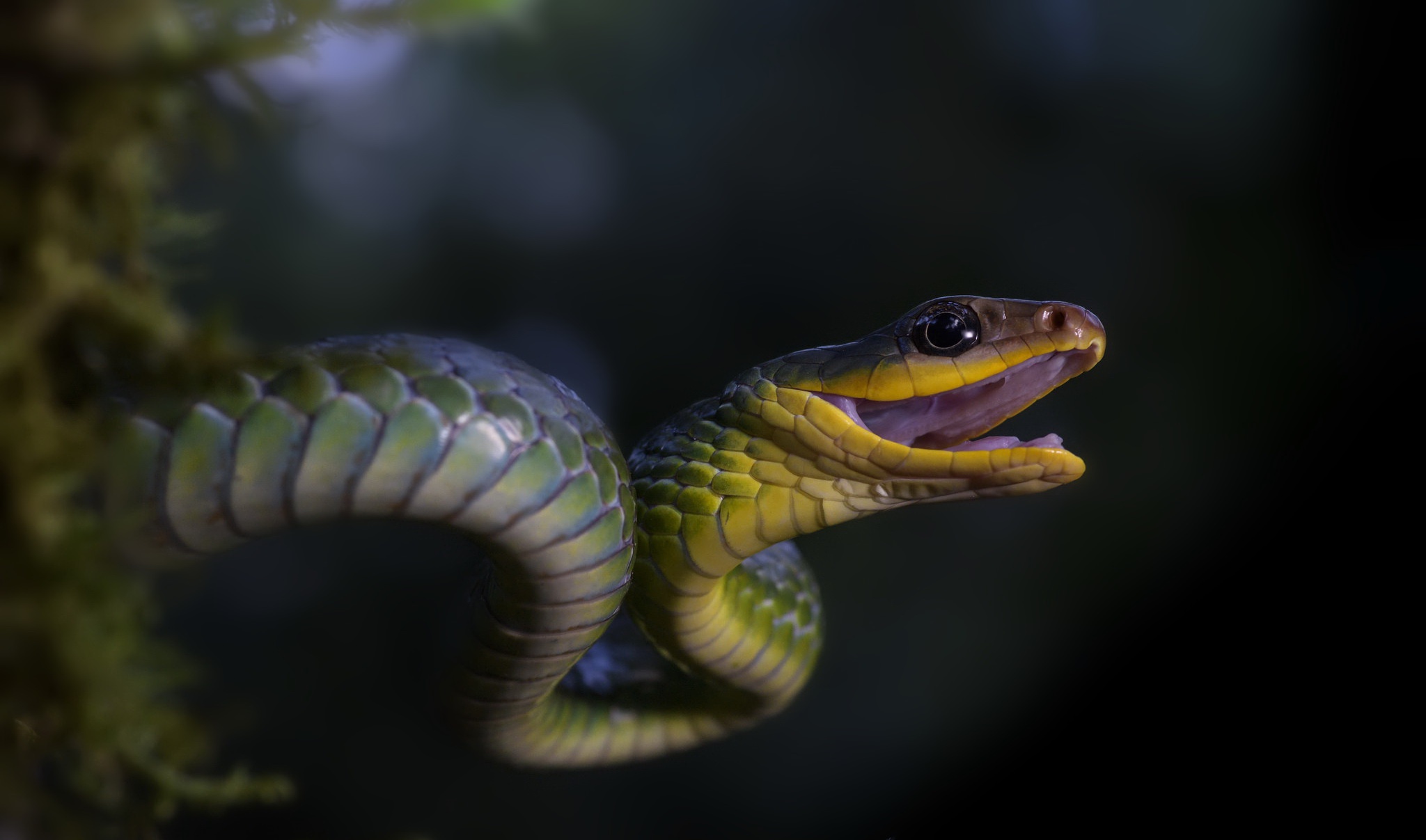 General 2048x1207 snake reptiles animals