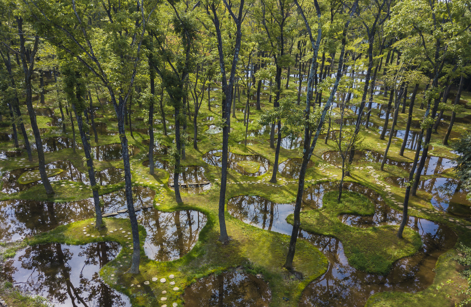 General 1535x1000 landscape swamp forest trees