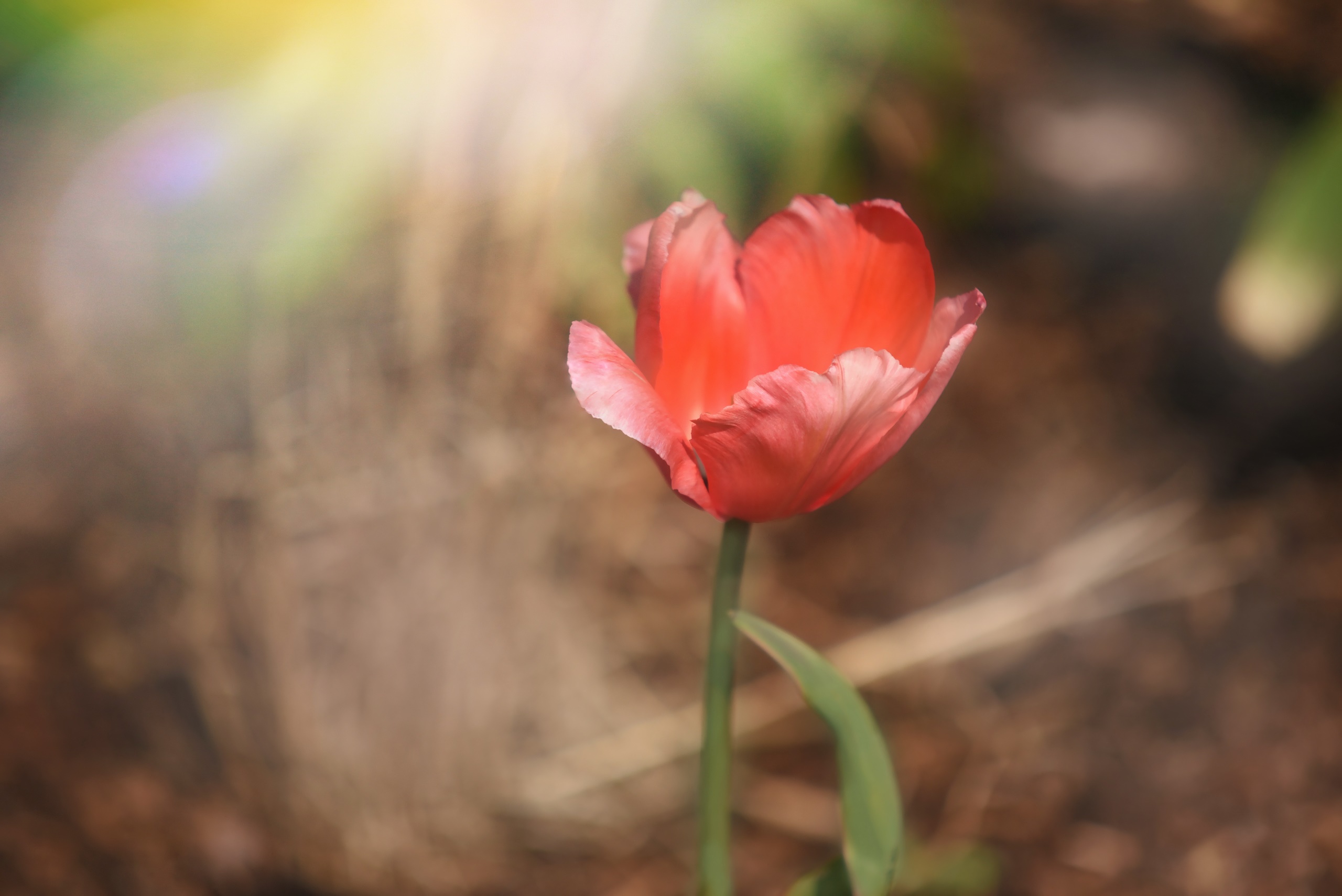 General 2560x1709 colorful red flowers flowers plants tulips