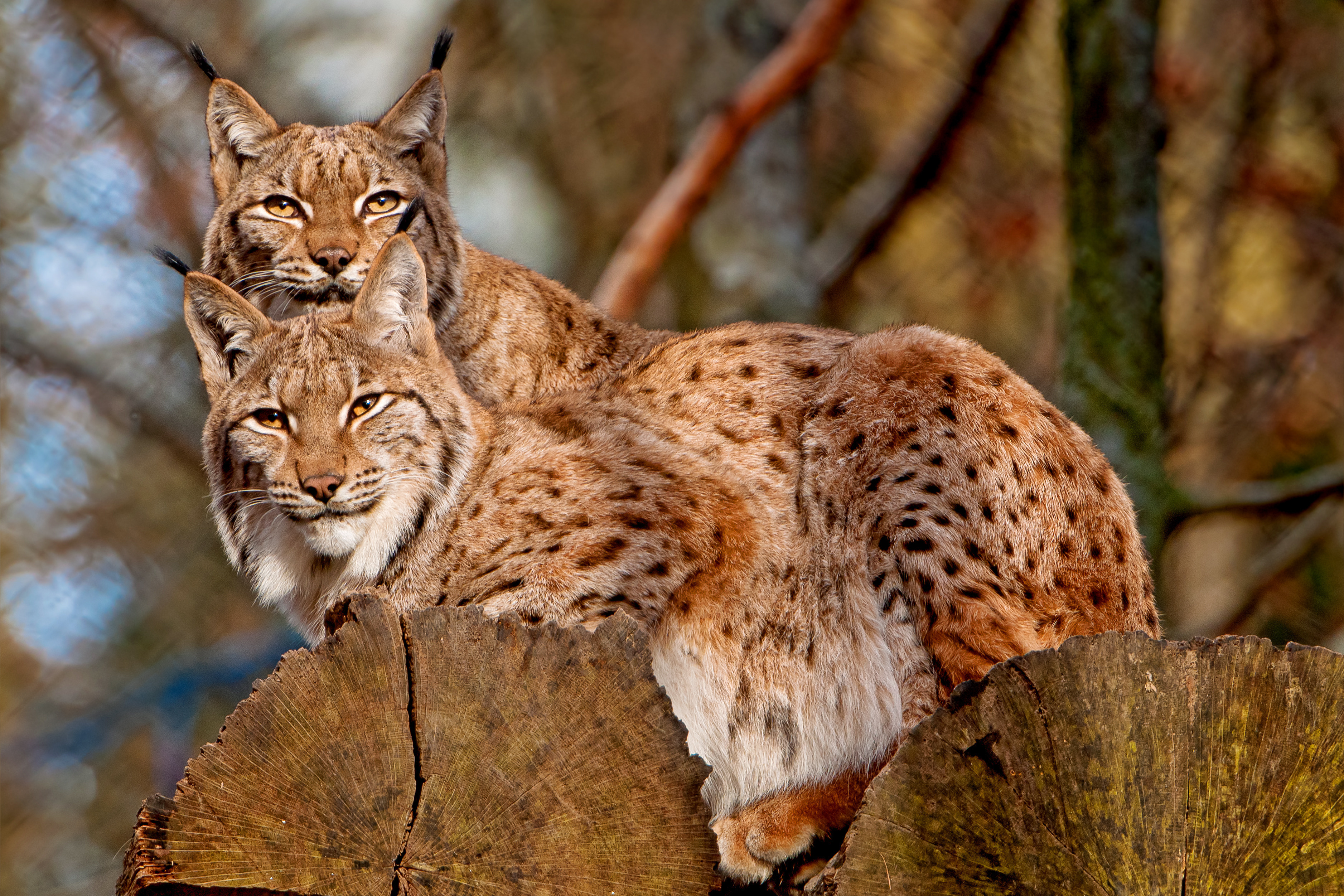 General 3754x2503 animals mammals lynx Eurasian lynx wild cat trunks log depth of field cats big cats feline closeup