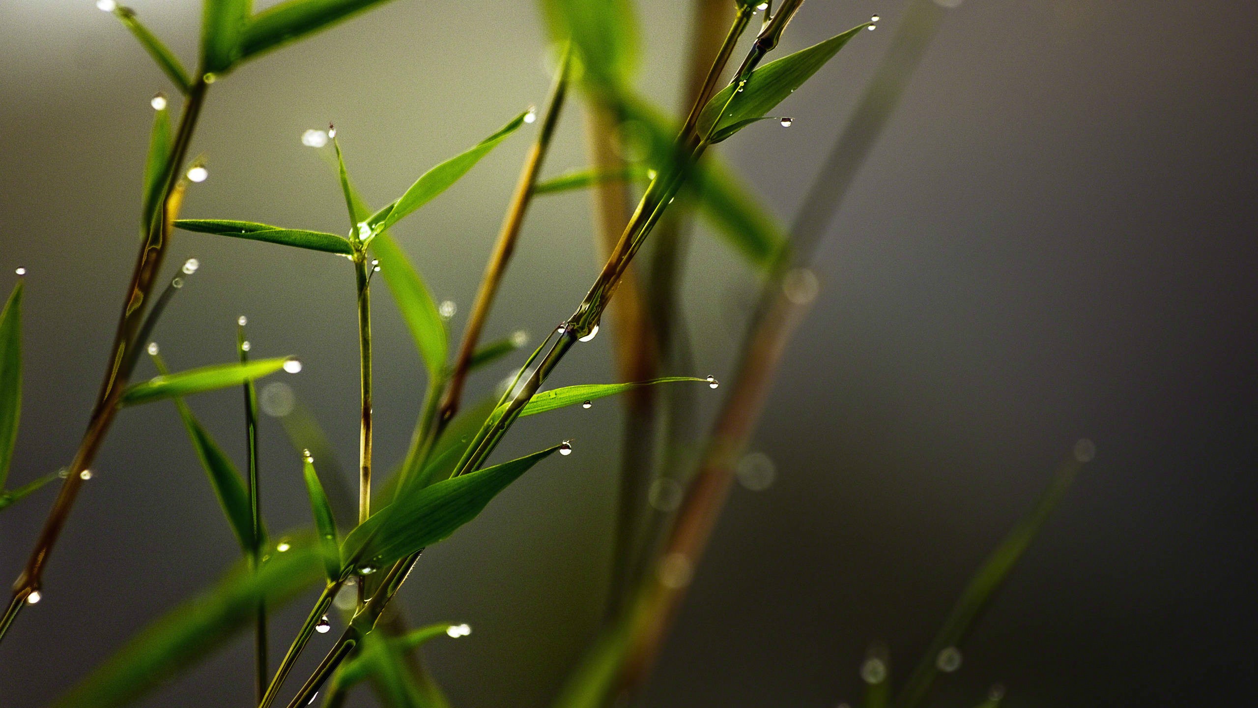 General 2560x1440 nature plants rain macro leaves bamboo water drops film grain