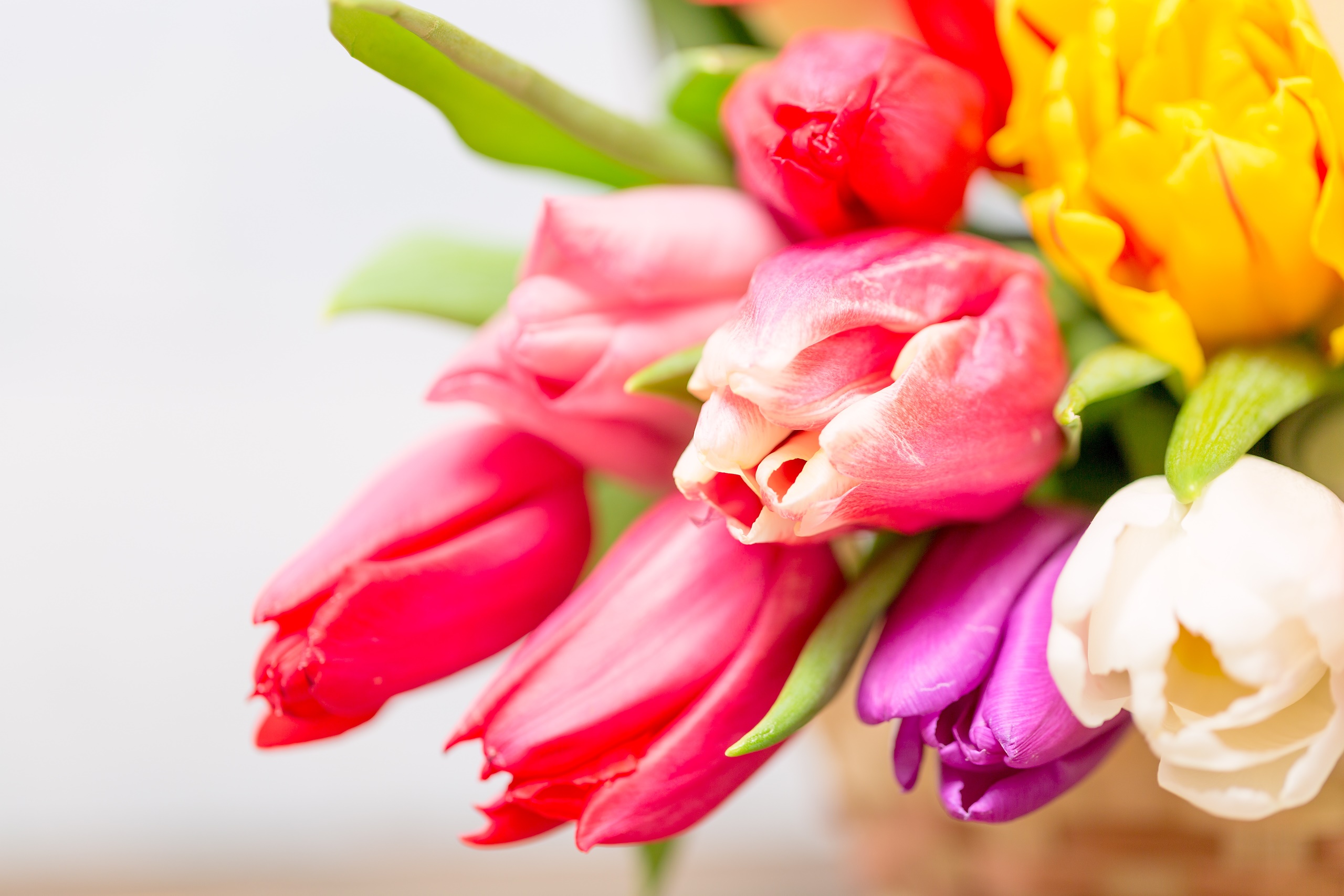 General 2560x1707 tulips colorful flowers plants closeup