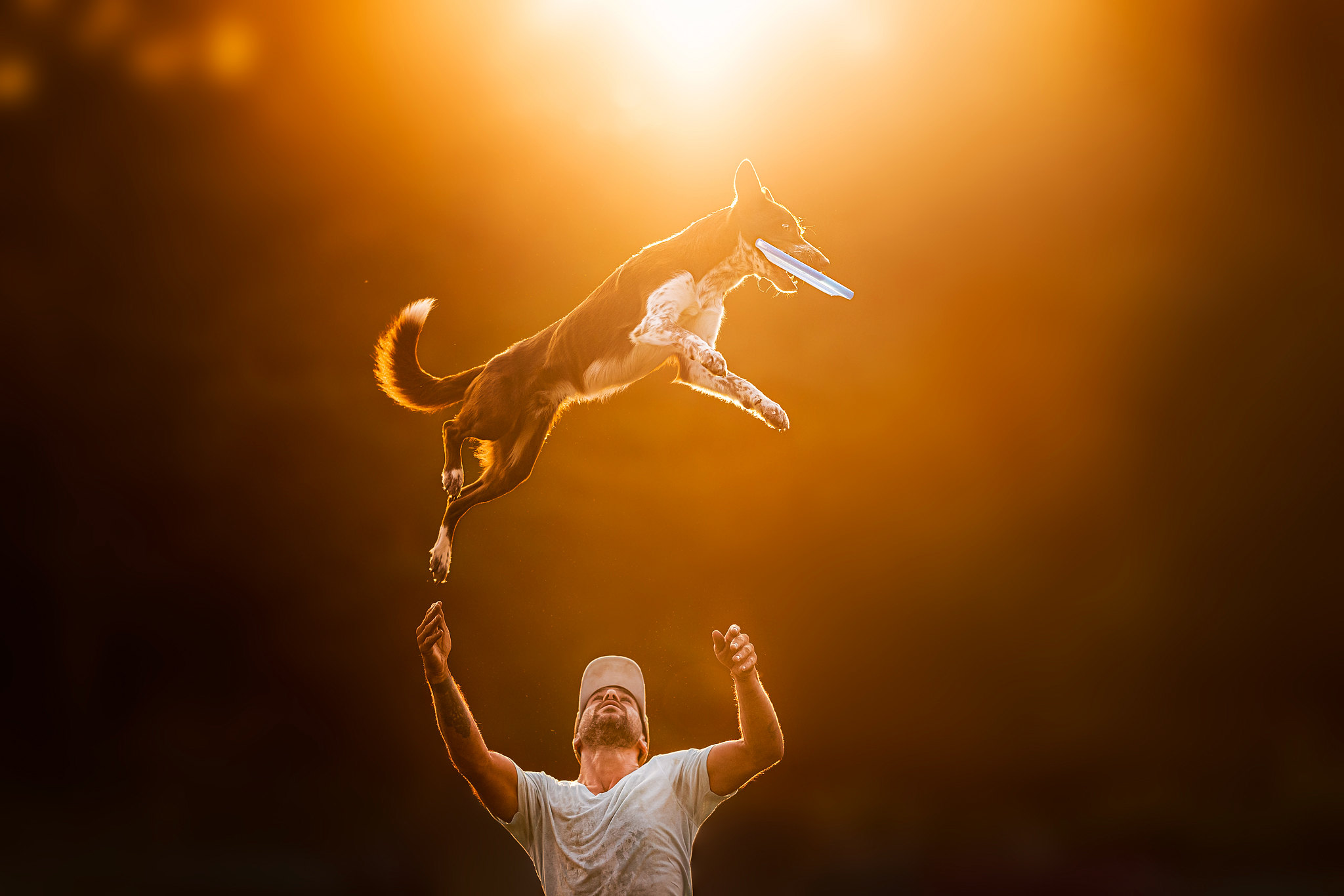 People 2048x1366 animals dog sunlight simple background men jumping frisbee looking up