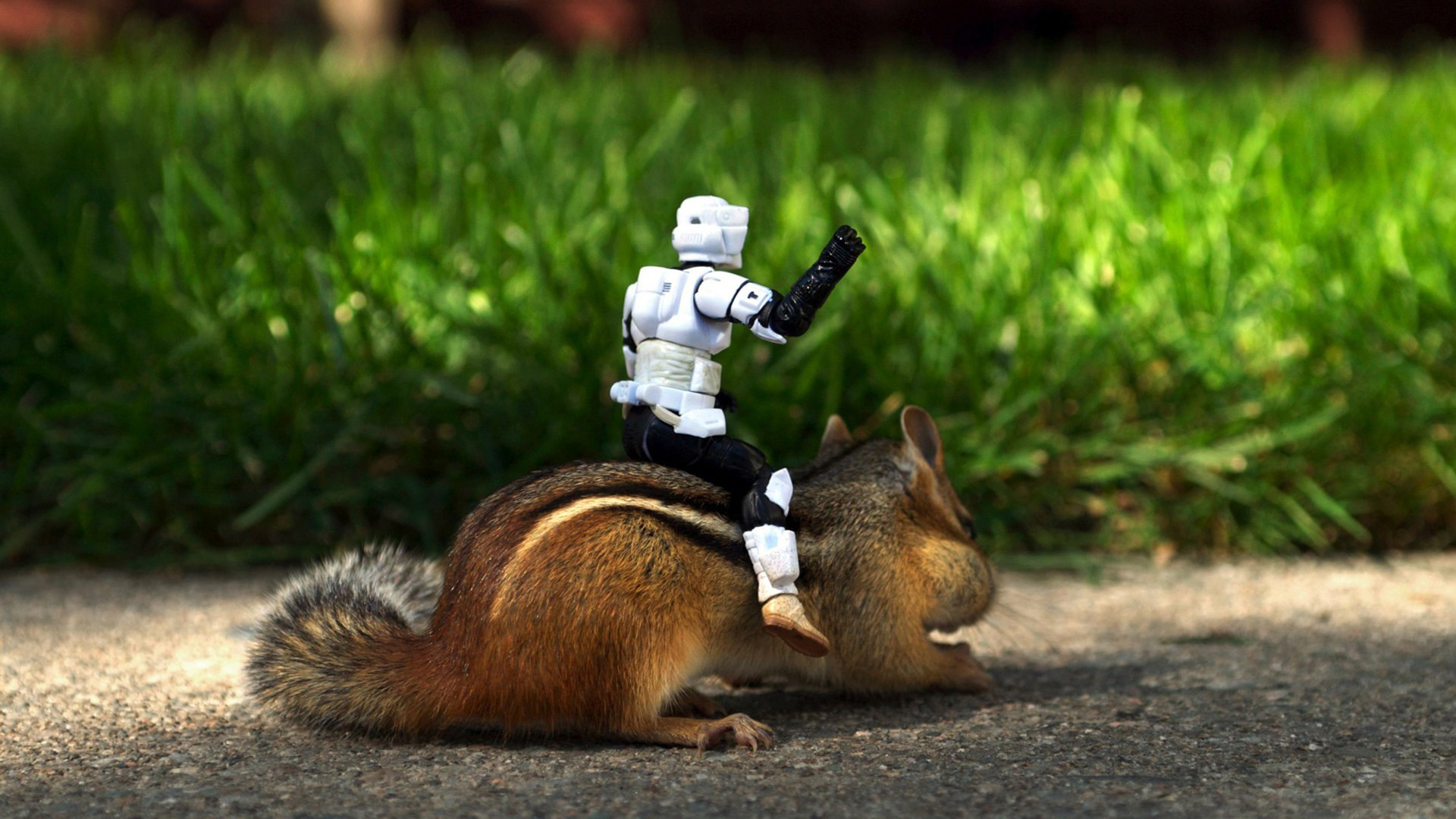 General 1920x1080 animals squirrel Imperial Stormtrooper mammals outdoors toys depth of field blurred blurry background sunlight fur ground