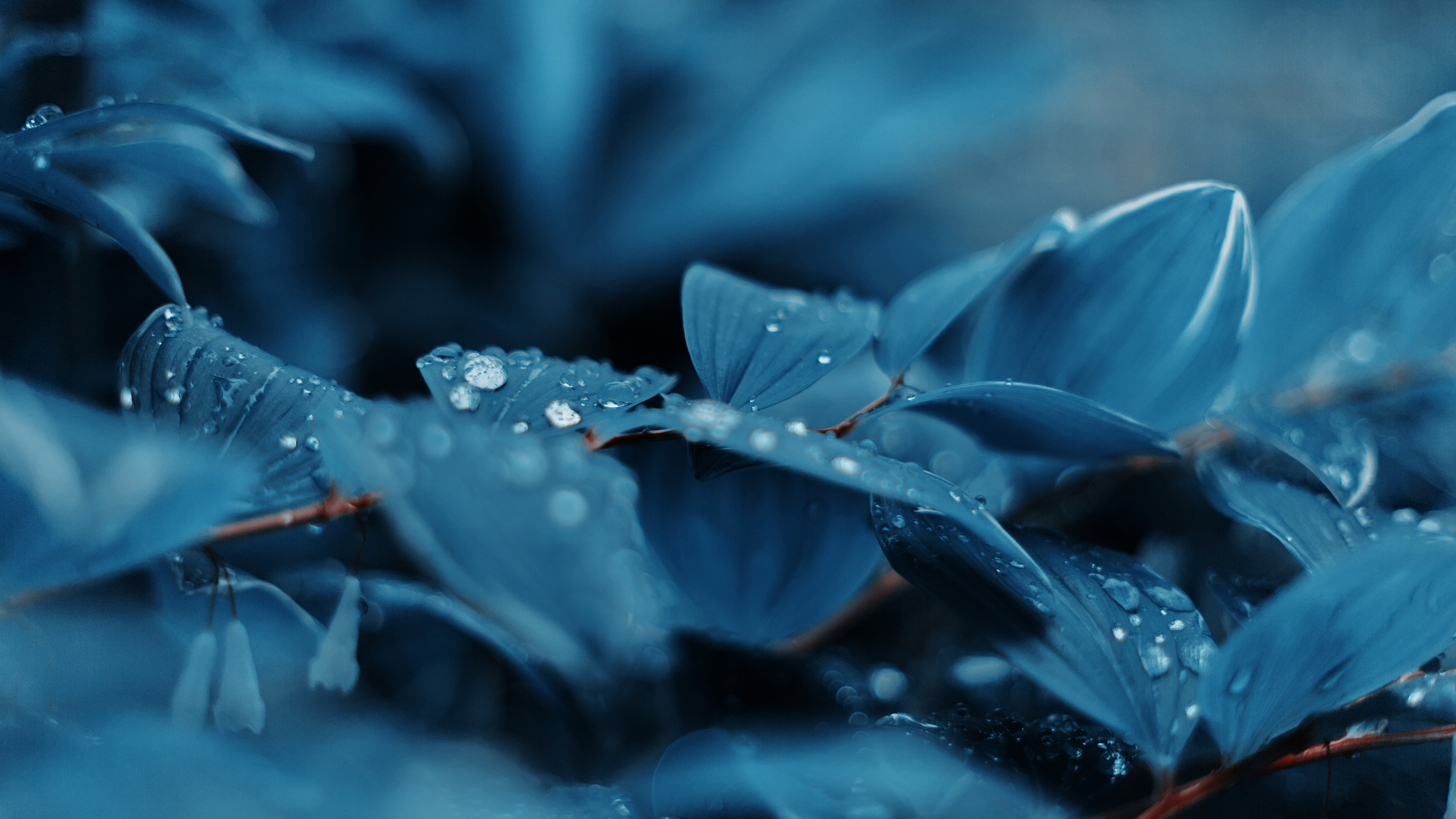 General 3840x2160 blue plants water drops nature photography leaves color correction flowers blurred blurry background closeup macro 4K