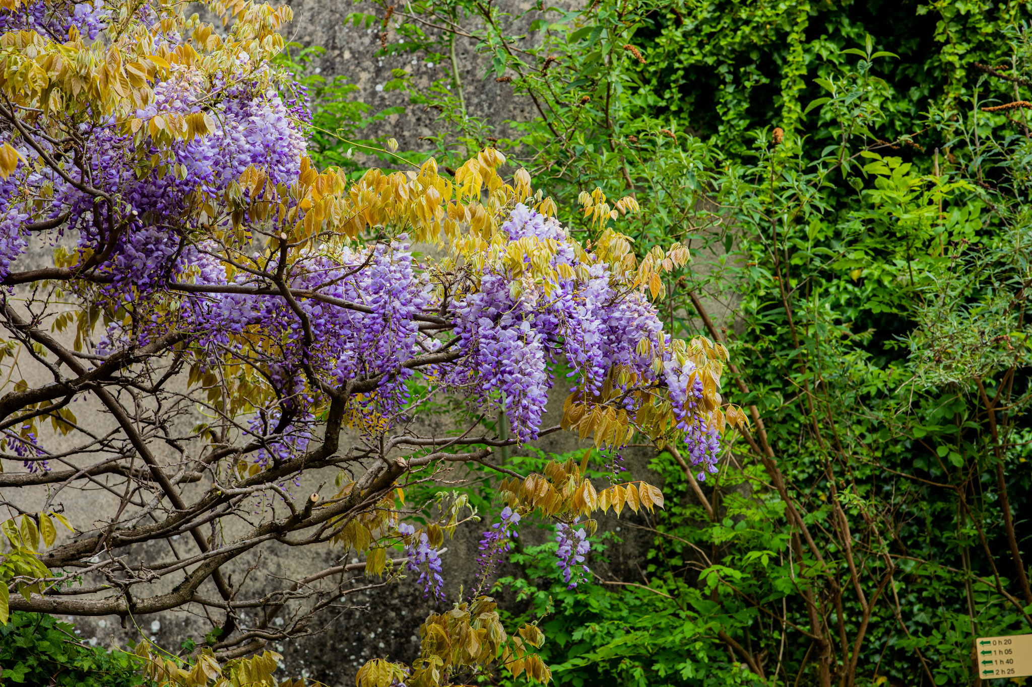 General 2048x1365 photography outdoors nature greenery flowers leaves trees vines shrubs plants wisteria branch