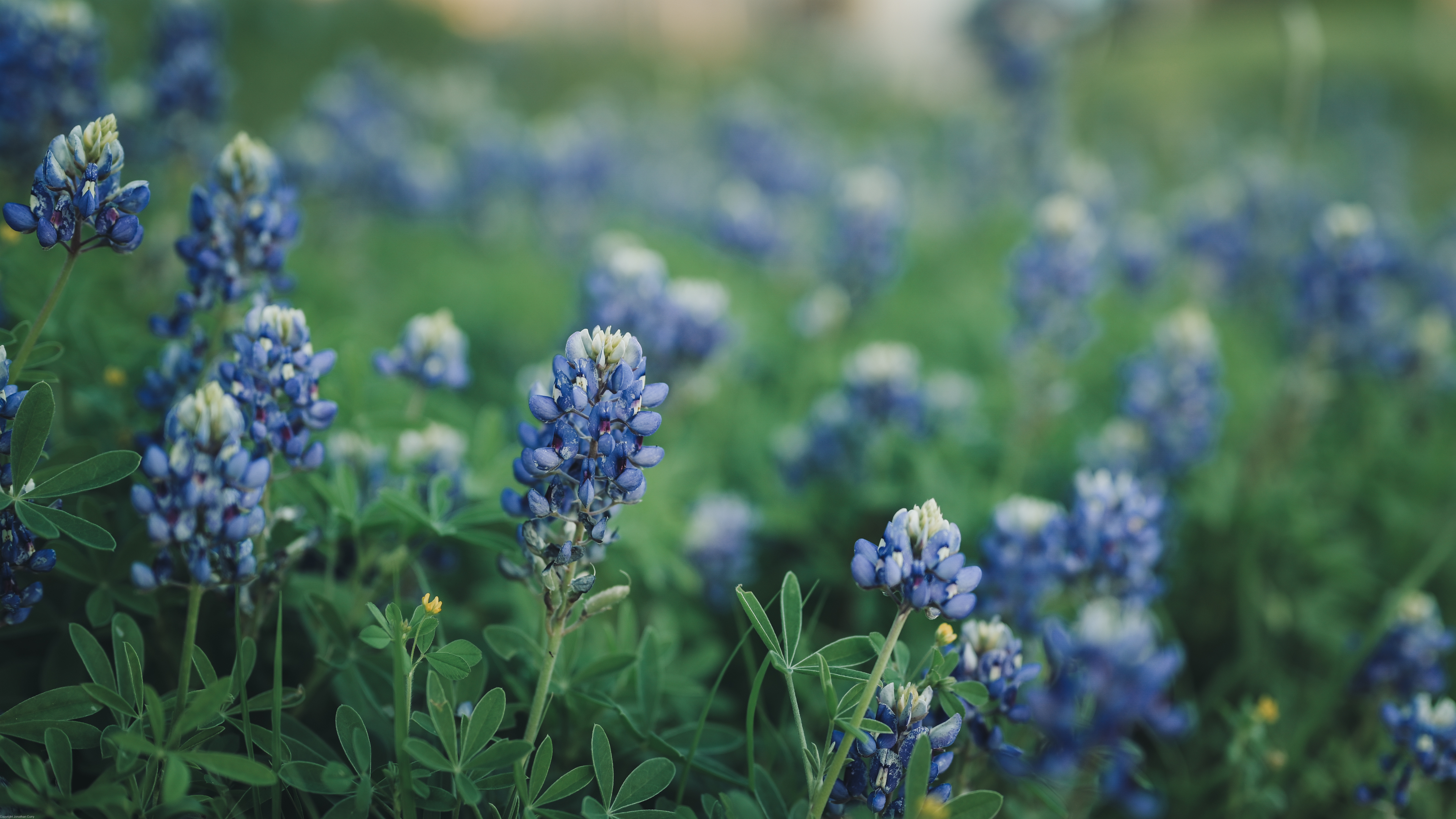 General 3840x2160 flowers Texas Bluebonnet Flowers nature photography plants outdoors bokeh leaves blue 4K muted blurred blurry background lupines Jonathan Curry