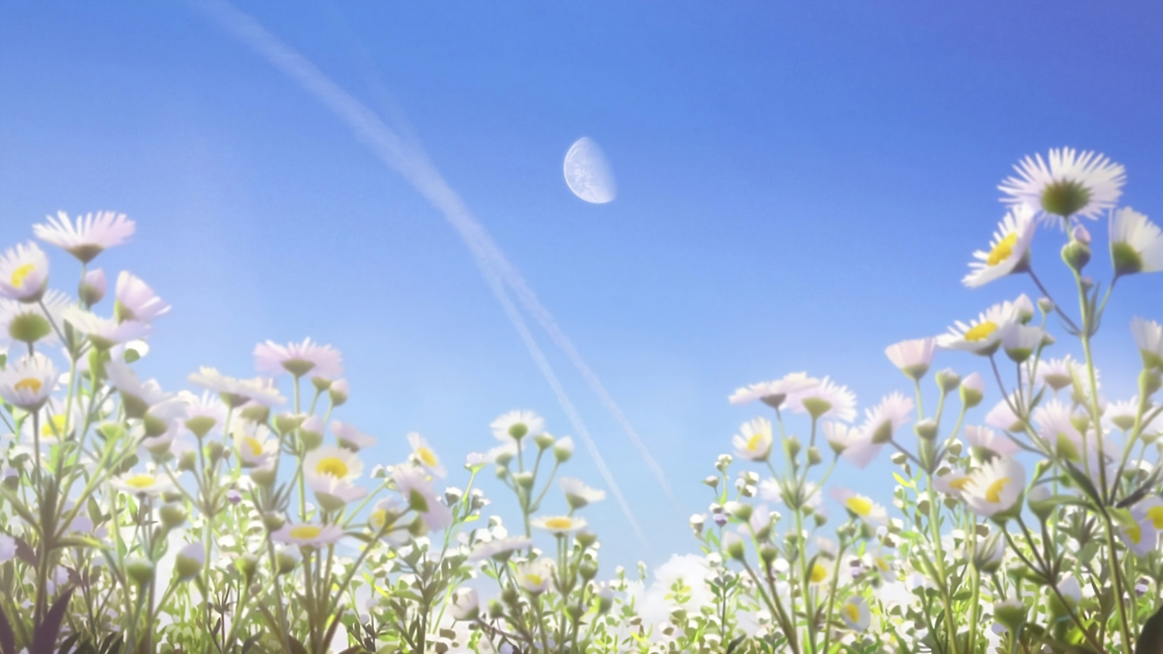 Anime 3840x2160 daisies skyscape sky flowers nature Moon