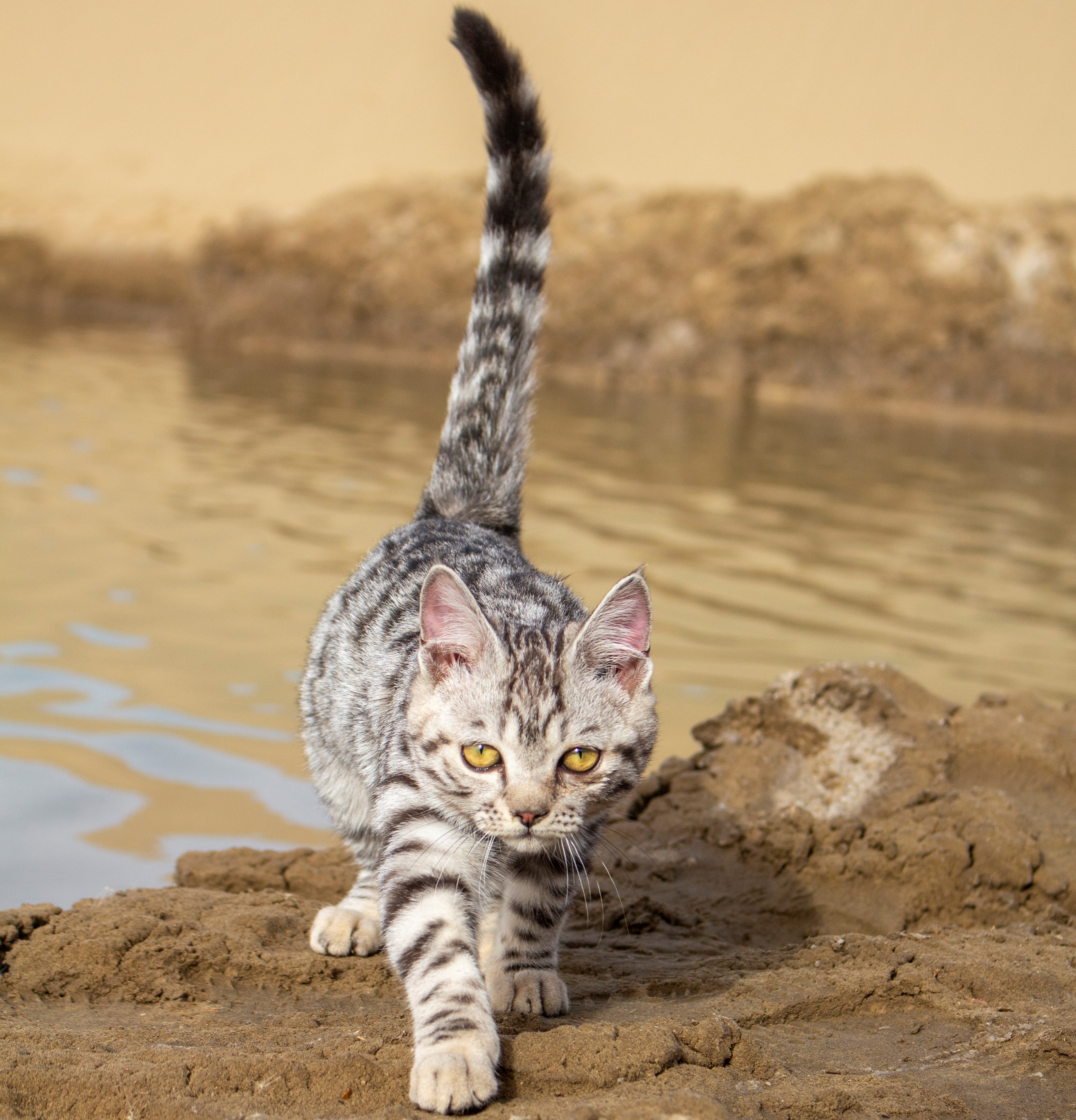 General 3443x3584 desert cats animals simple background water minimalism walking looking at viewer reflection blurred blurry background fur whiskers