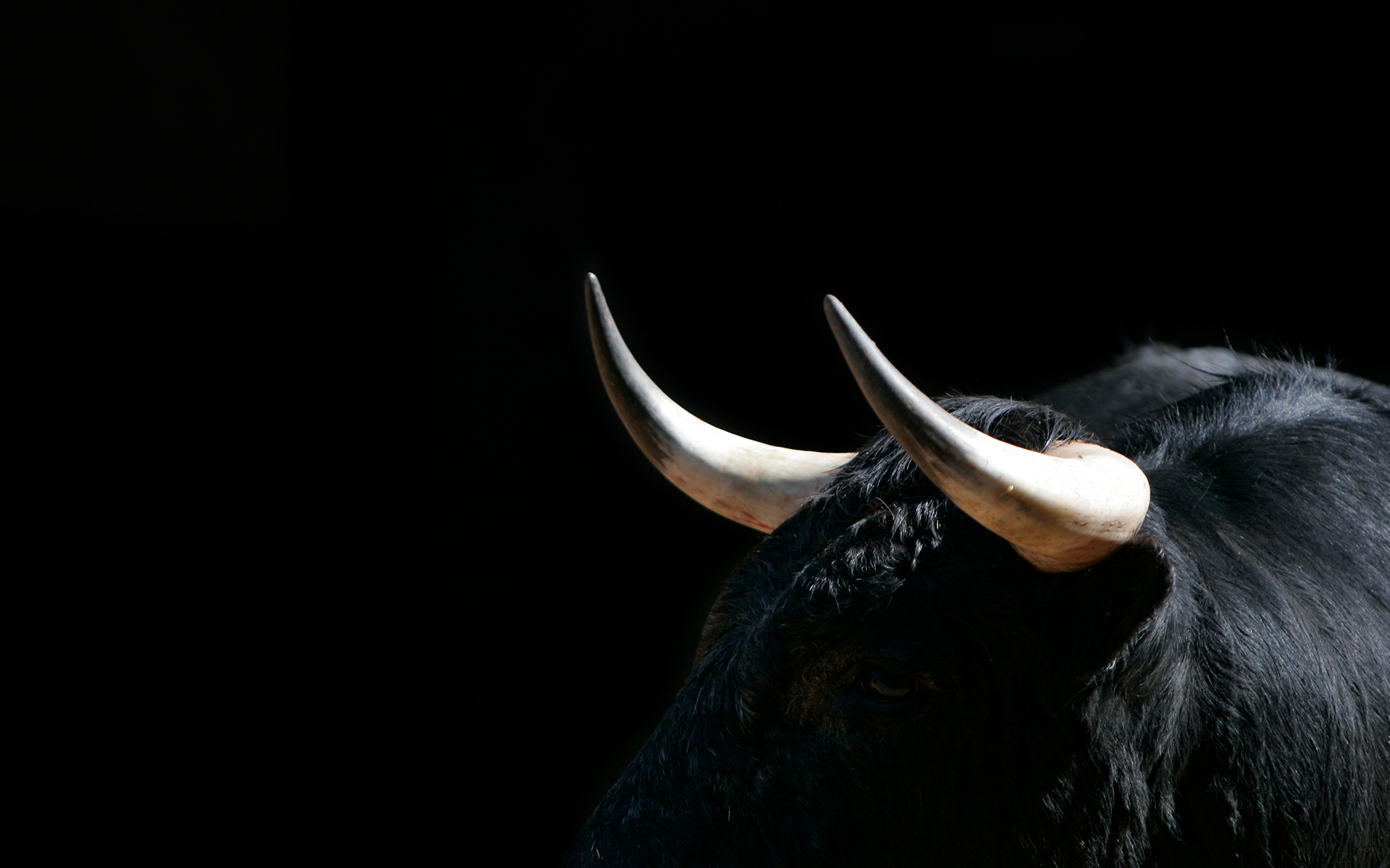 General 1920x1200 animals bulls simple background black background minimalism horns