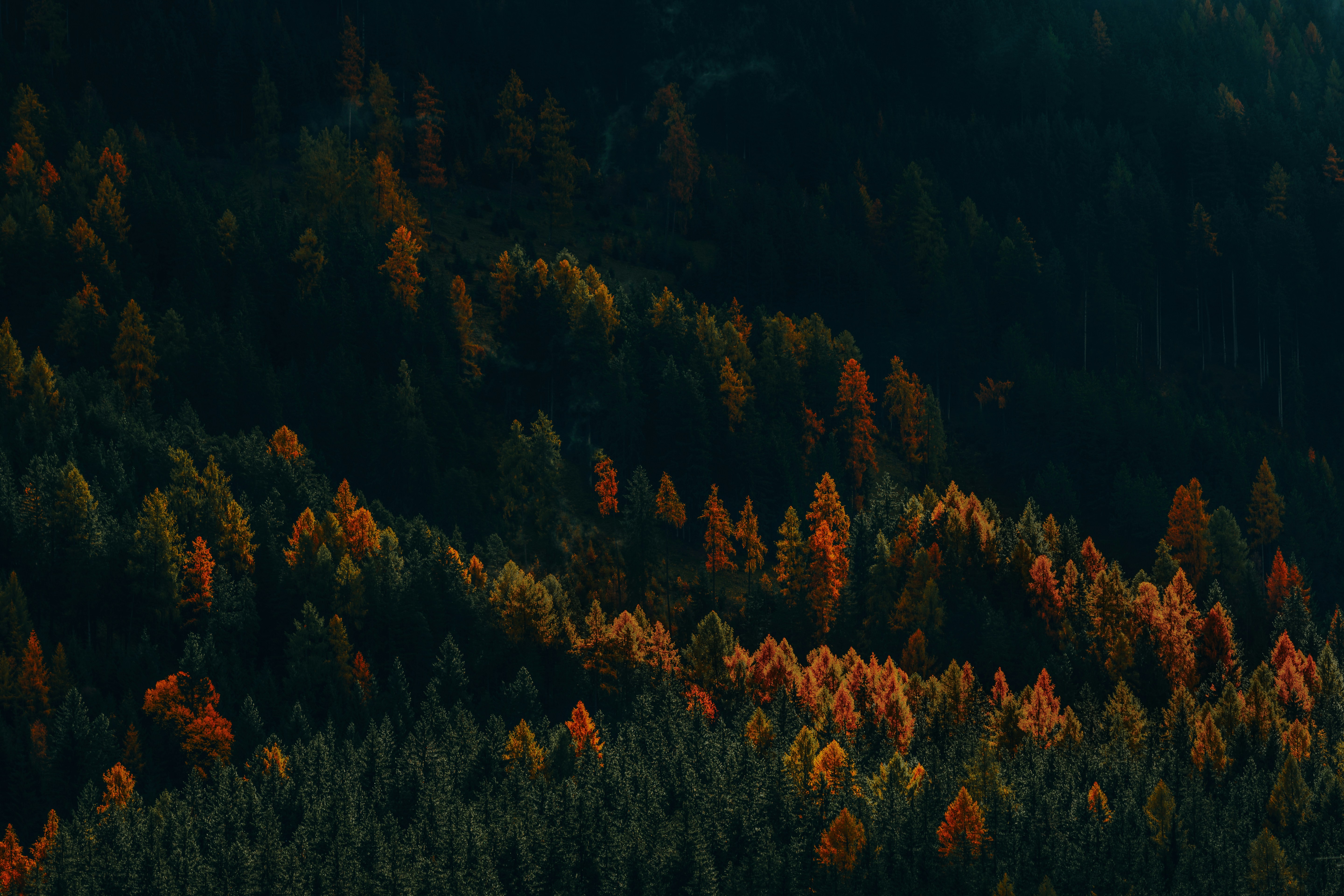 General 5760x3840 nature landscape trees forest fall high contrast Larch pine trees drone photo aerial view