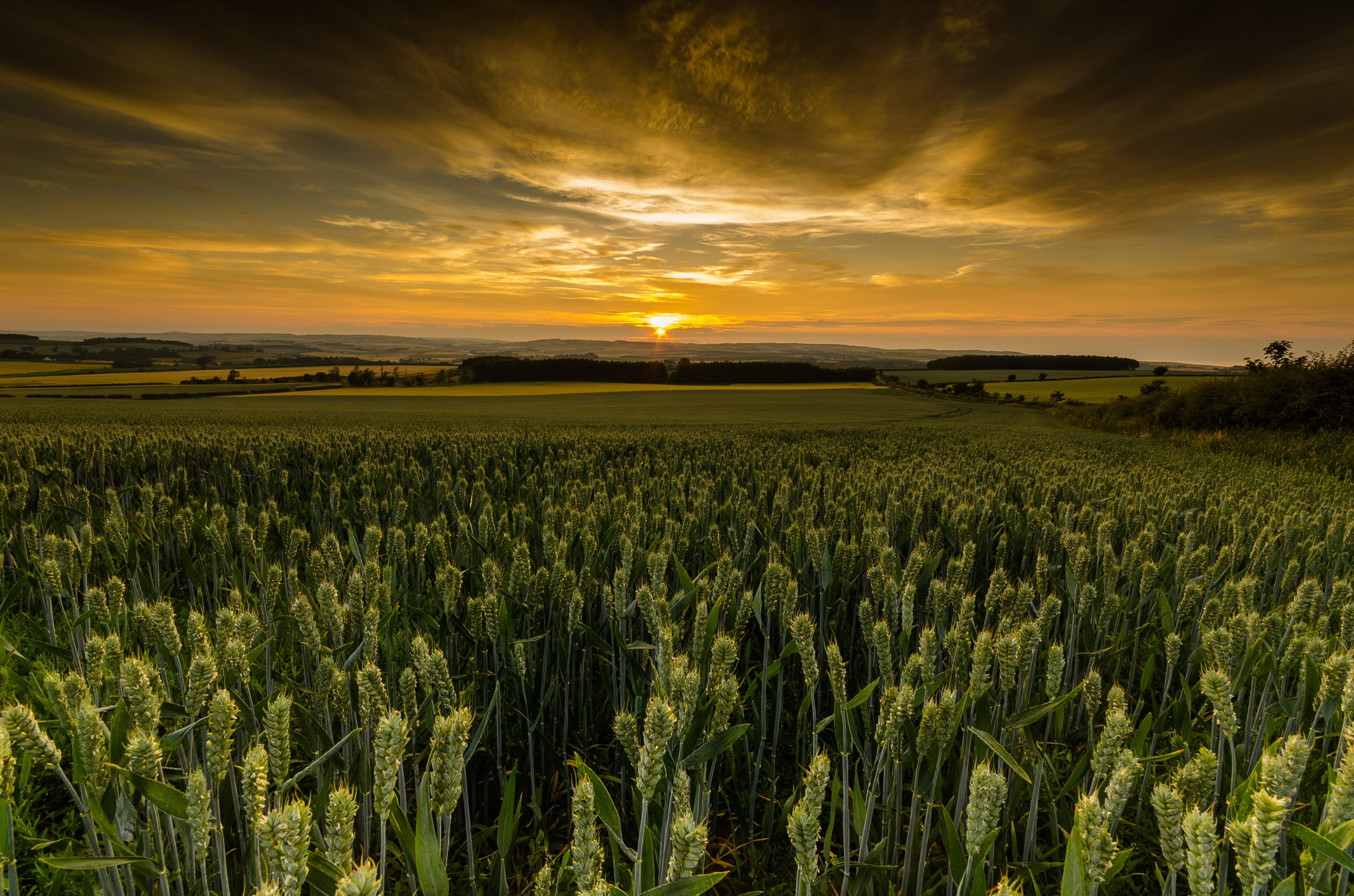 General 4804x3182 nature sunset dawn field yellow sky landscape corn