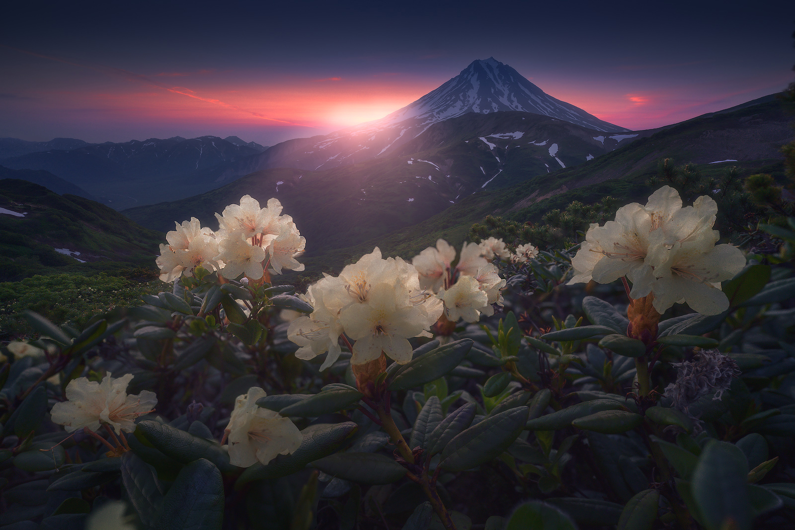 General 1600x1067 mountains flowers sunset snowy peak sunset glow snow nature closeup sky clouds leaves landscape