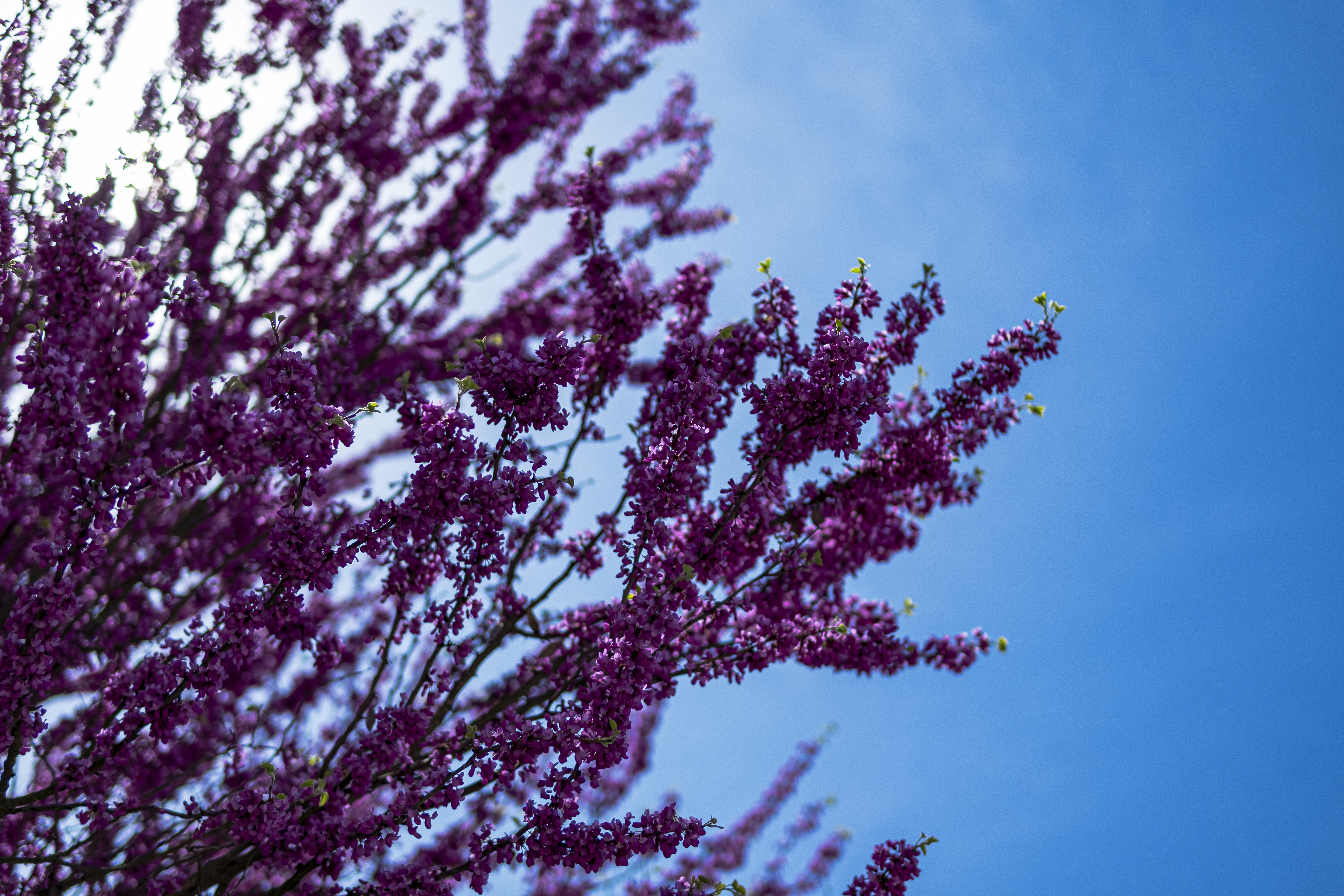 General 6240x4160 lilac nature plants trees sky depth of field photography