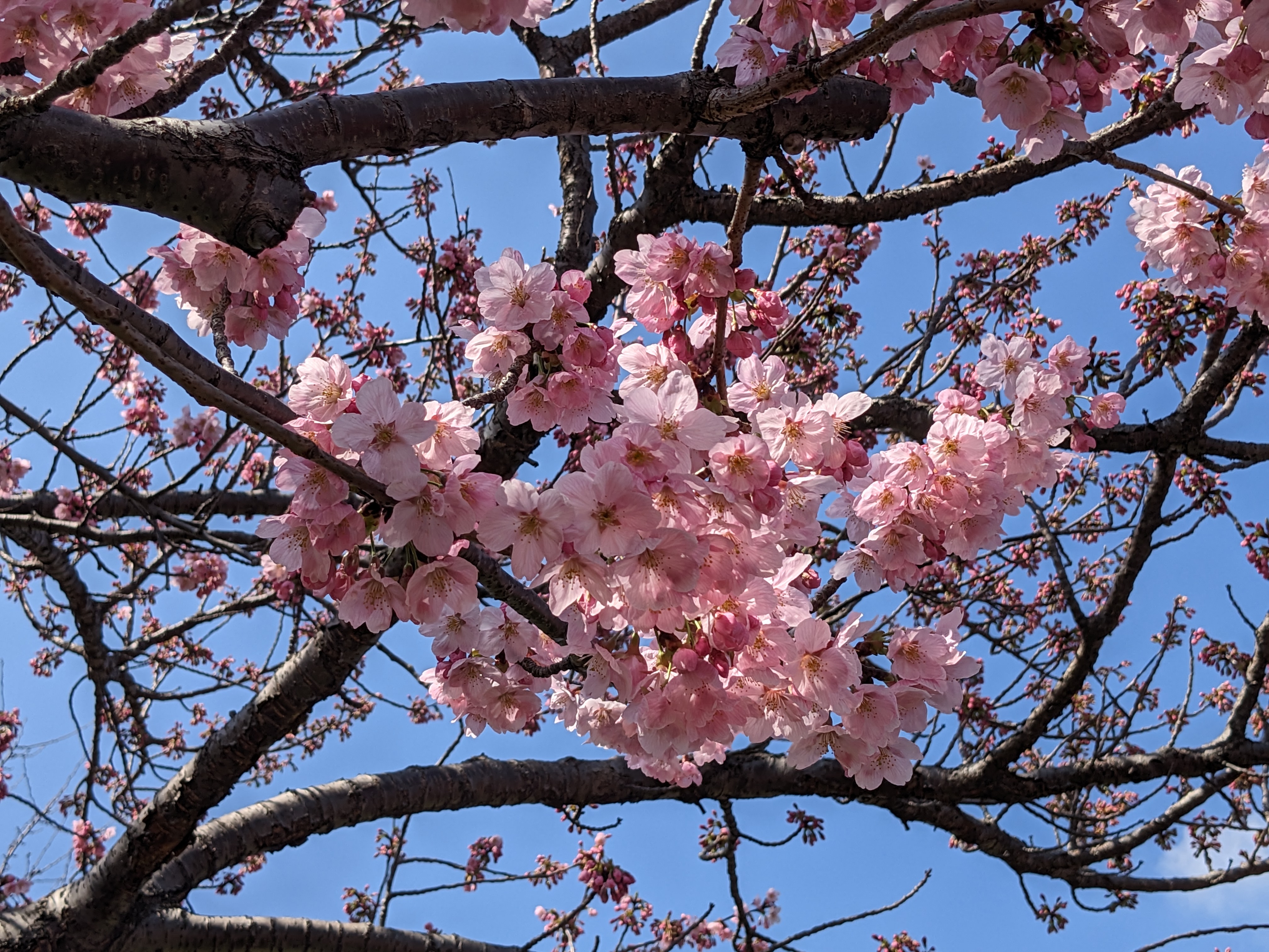 General 4032x3024 Japan nature pink flowers plants branch cherry blossom photography