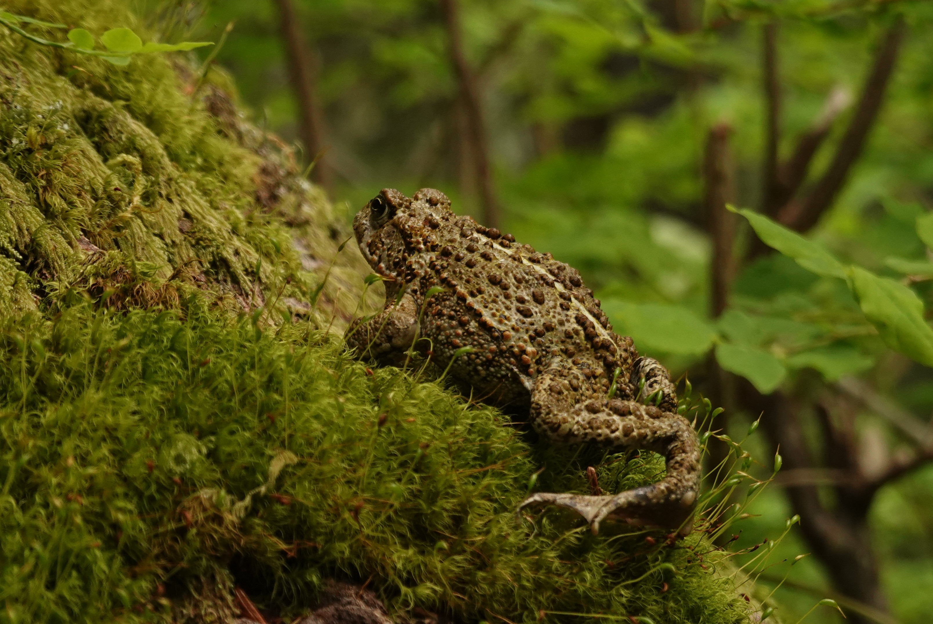 General 3216x2152 toad amphibian Olympic National Park moss animals nature closeup blurred blurry background leaves