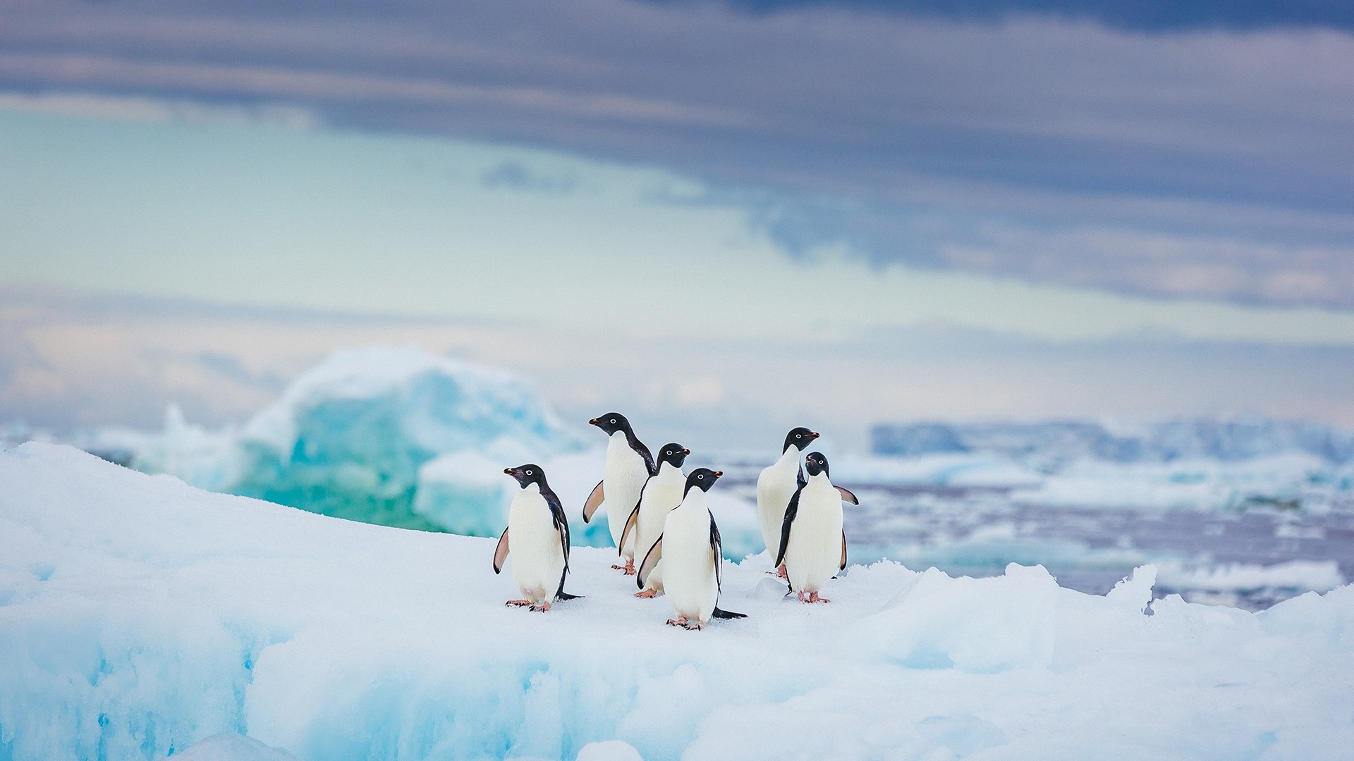 General 1920x1080 nature animals penguins antarctic