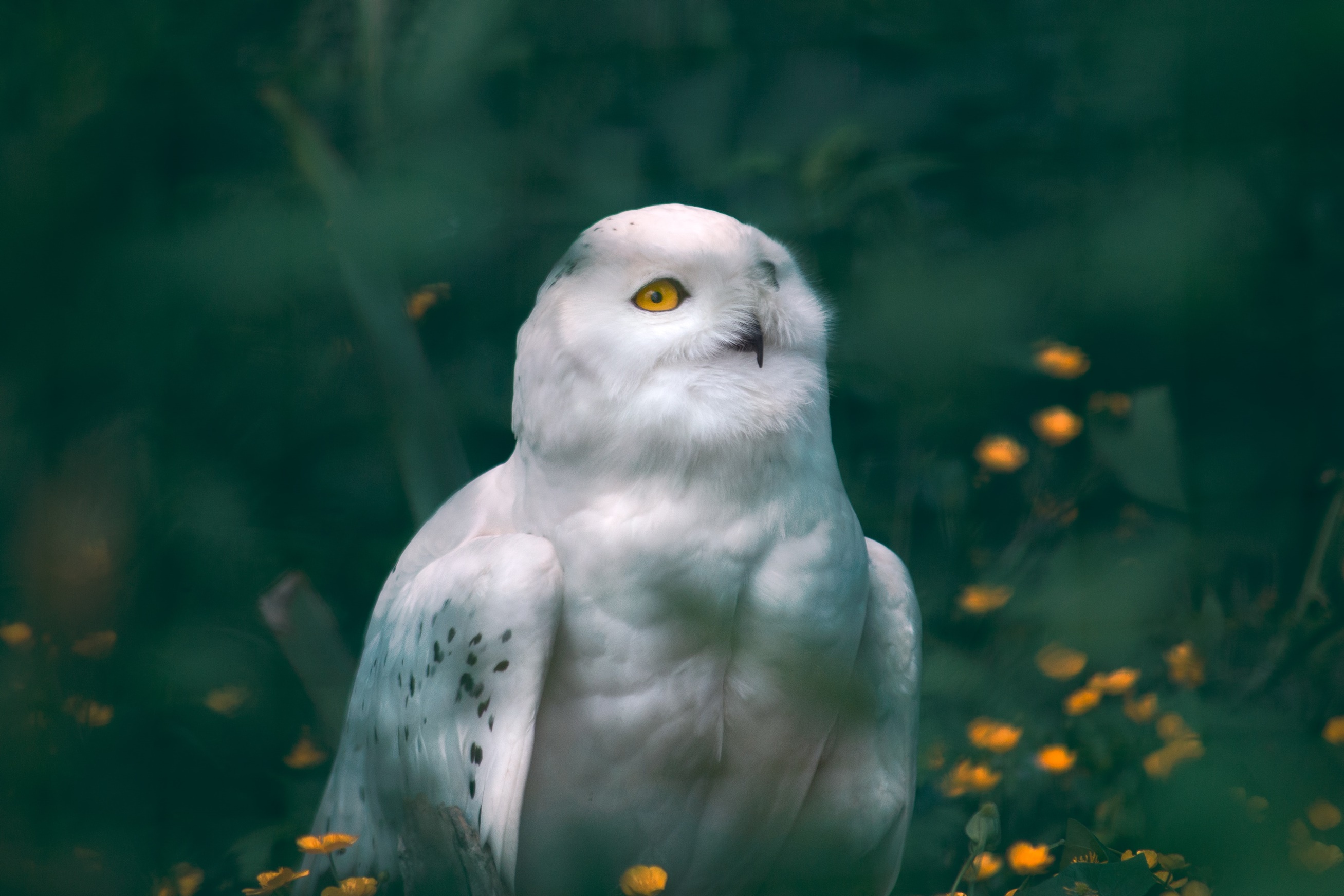 General 2615x1744 owl bokeh photography nature animals blurred flowers birds