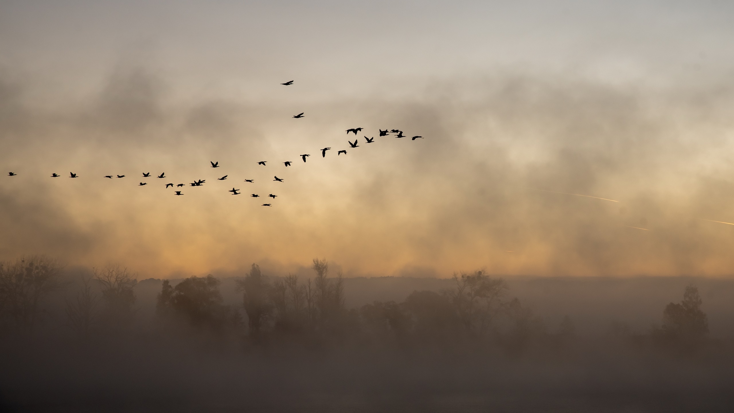 General 2560x1440 mist birds flying outdoors landscape animals nature