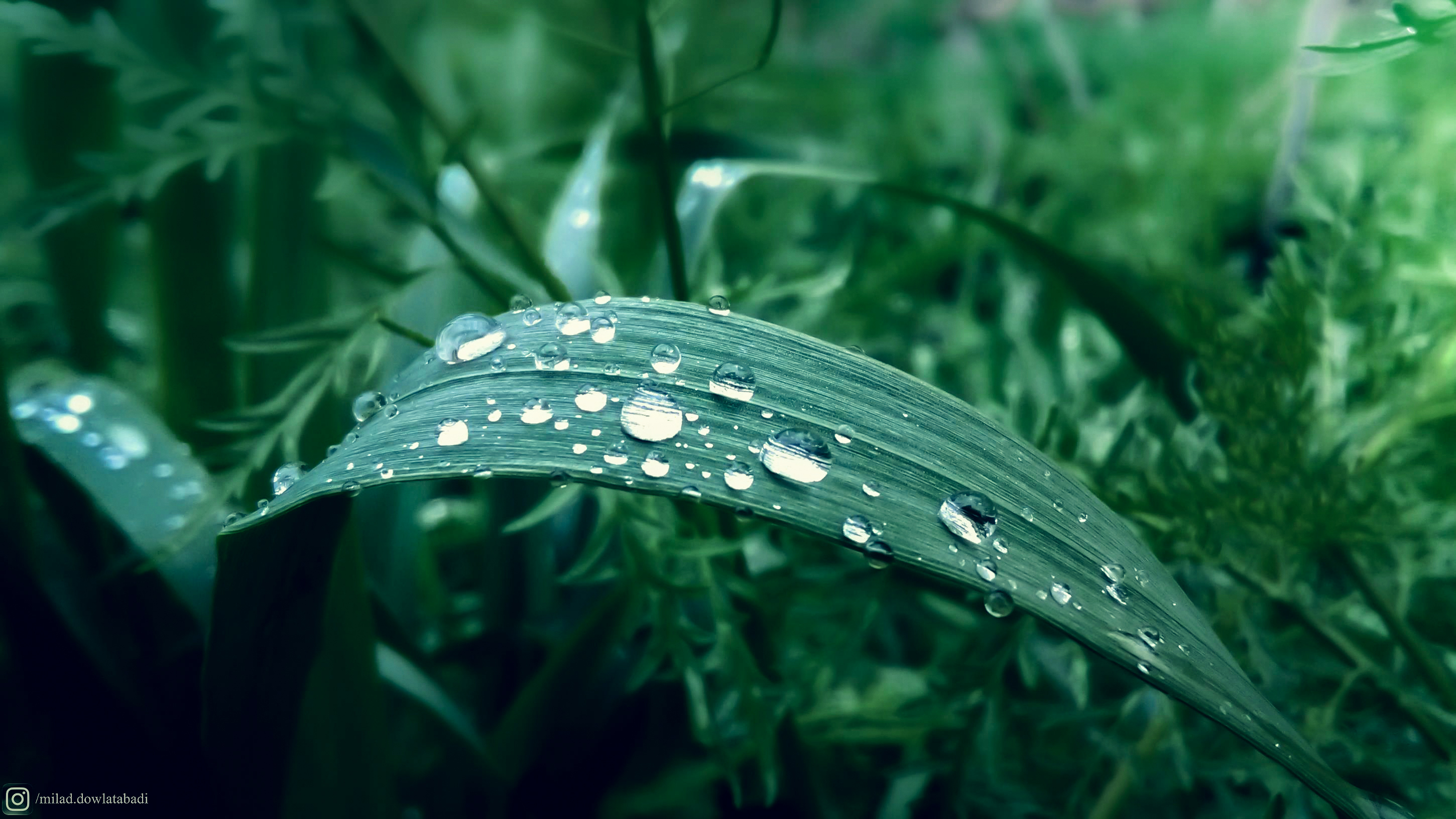 General 2900x1631 leaves water drops nature green