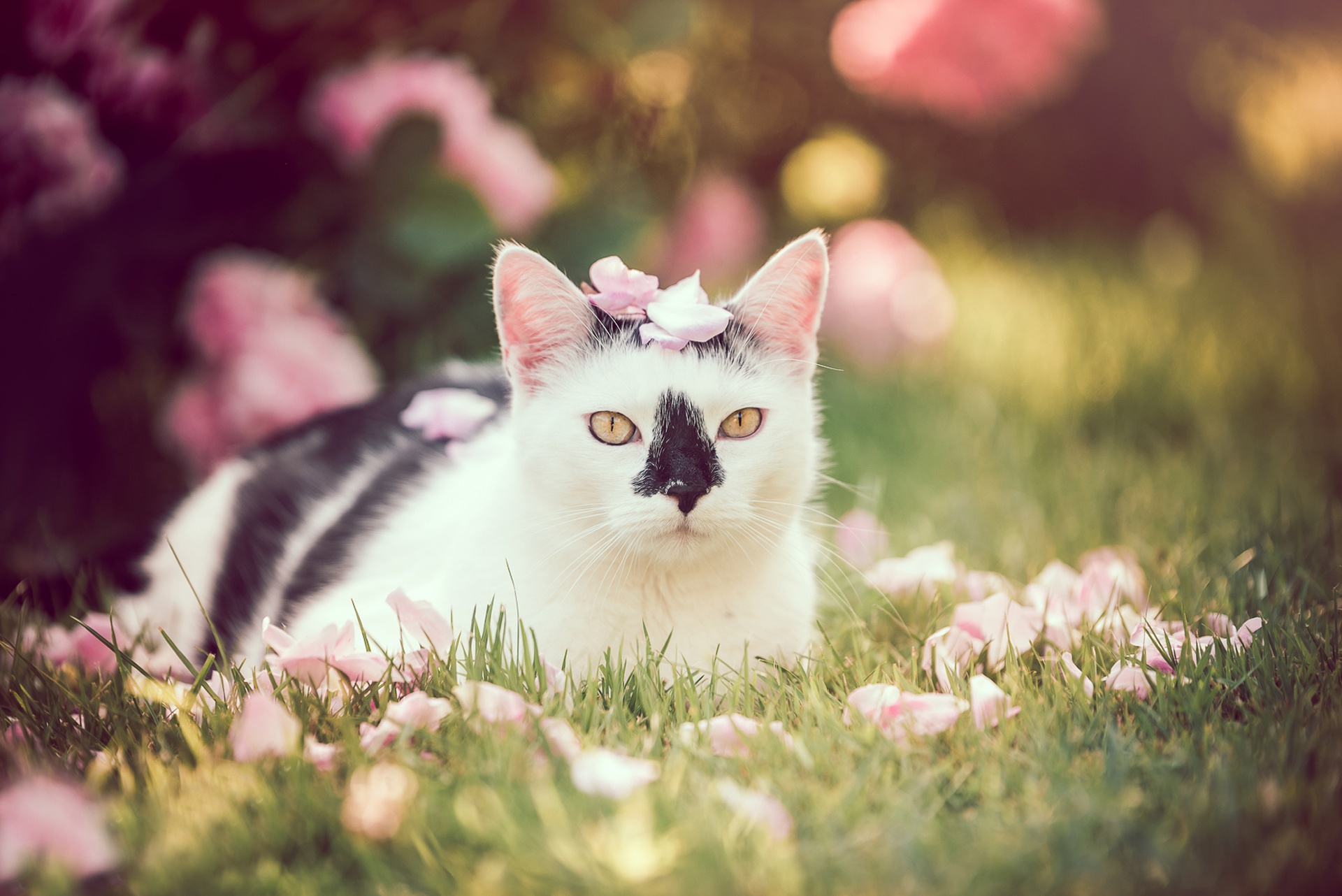 General 1920x1282 cats animals mammals colorful outdoors plants grass yellow eyes animal eyes leaves closeup