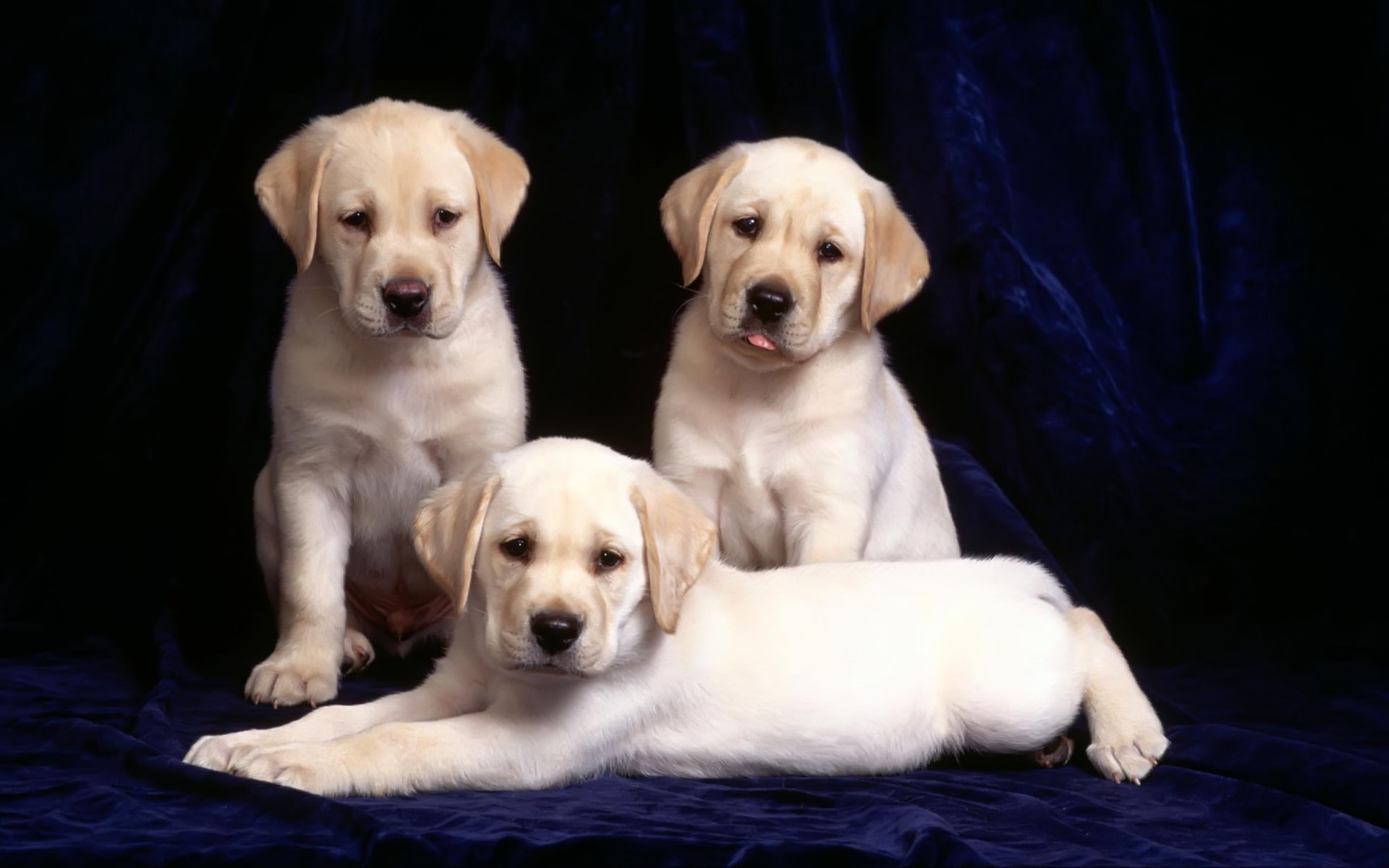 General 1920x1200 puppies dog animals