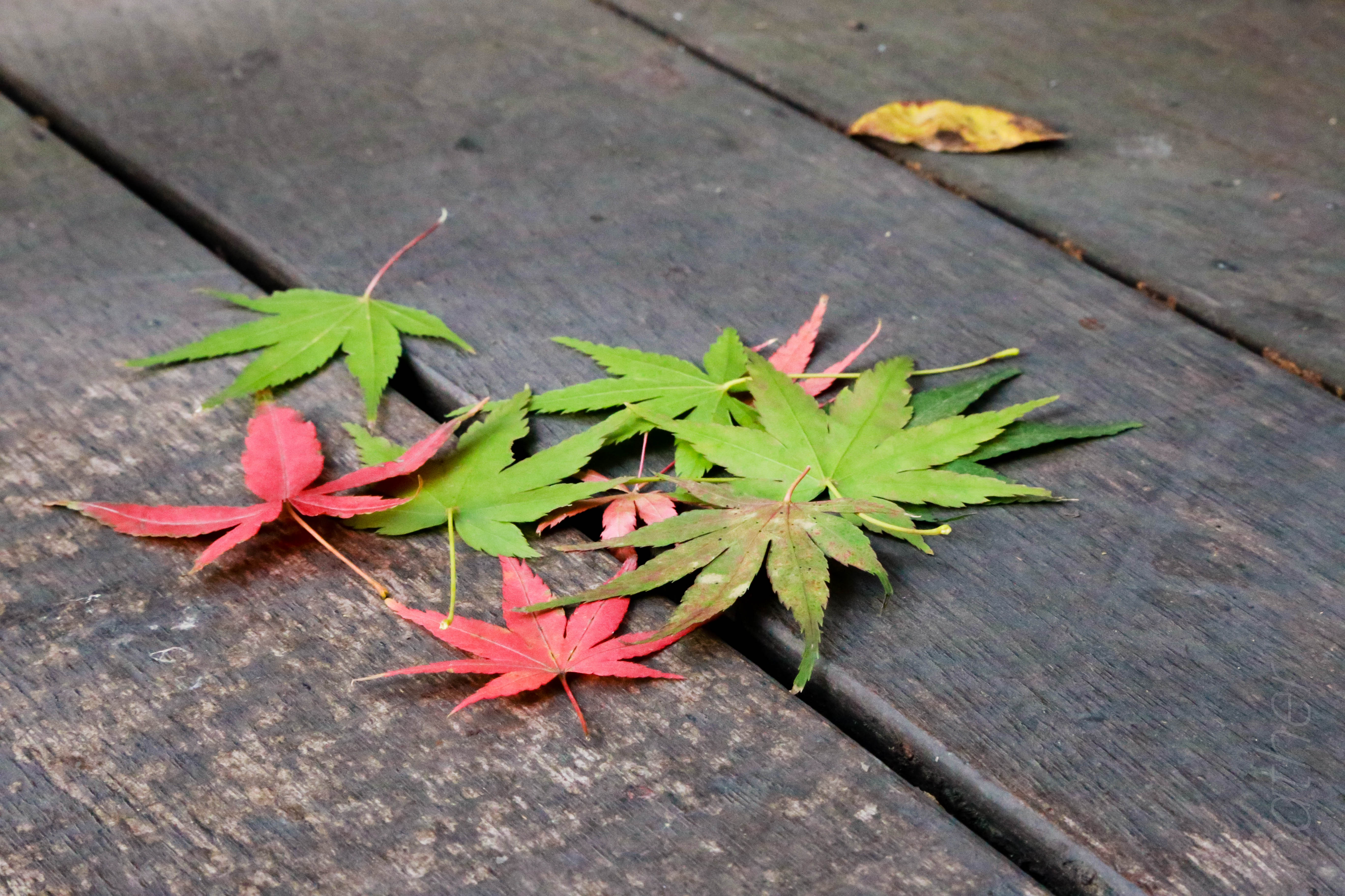General 5472x3648 China nature leaves
