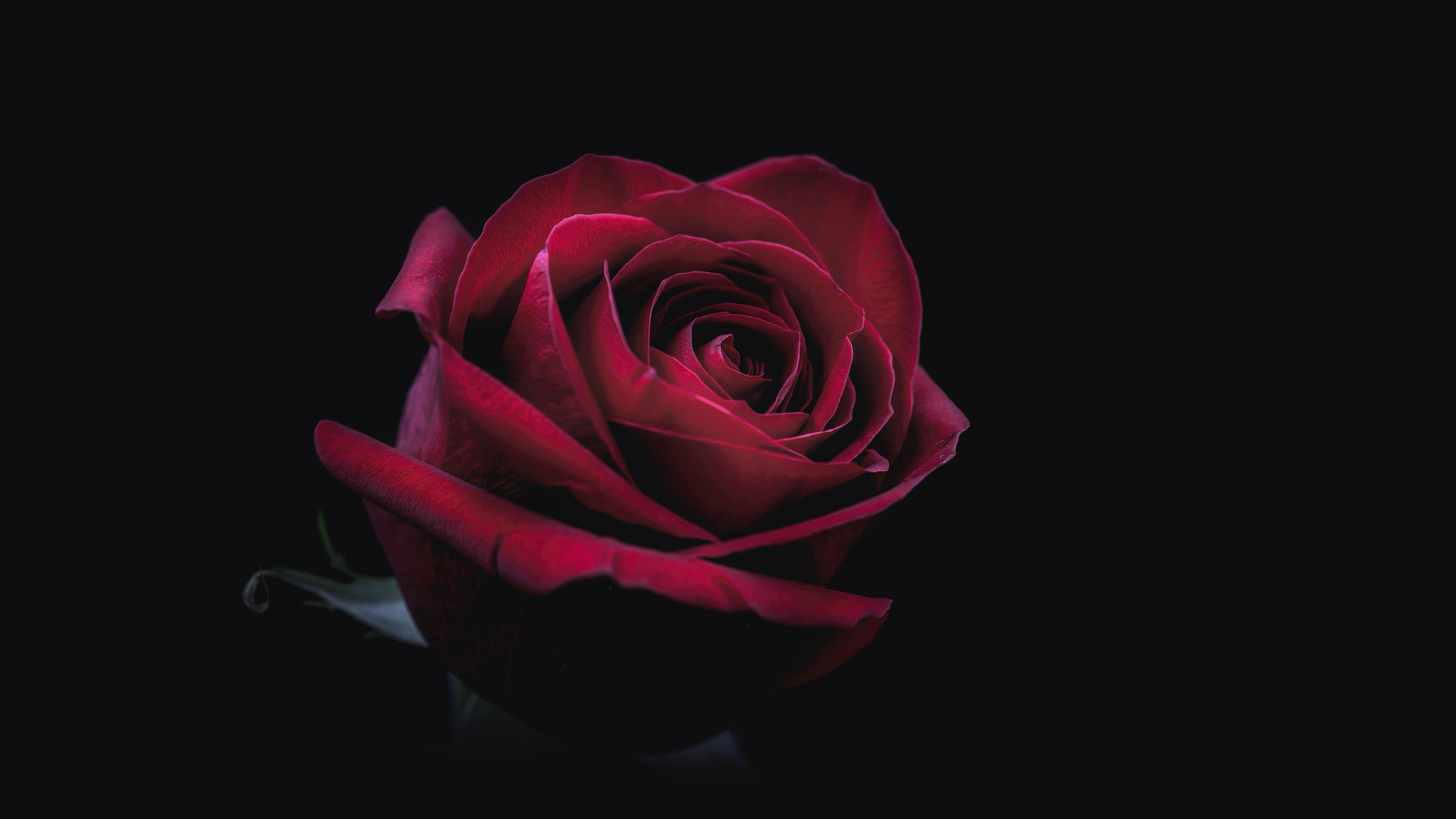 General 7680x4320 Justiony Wicj rose plants flowers red flowers simple background black background