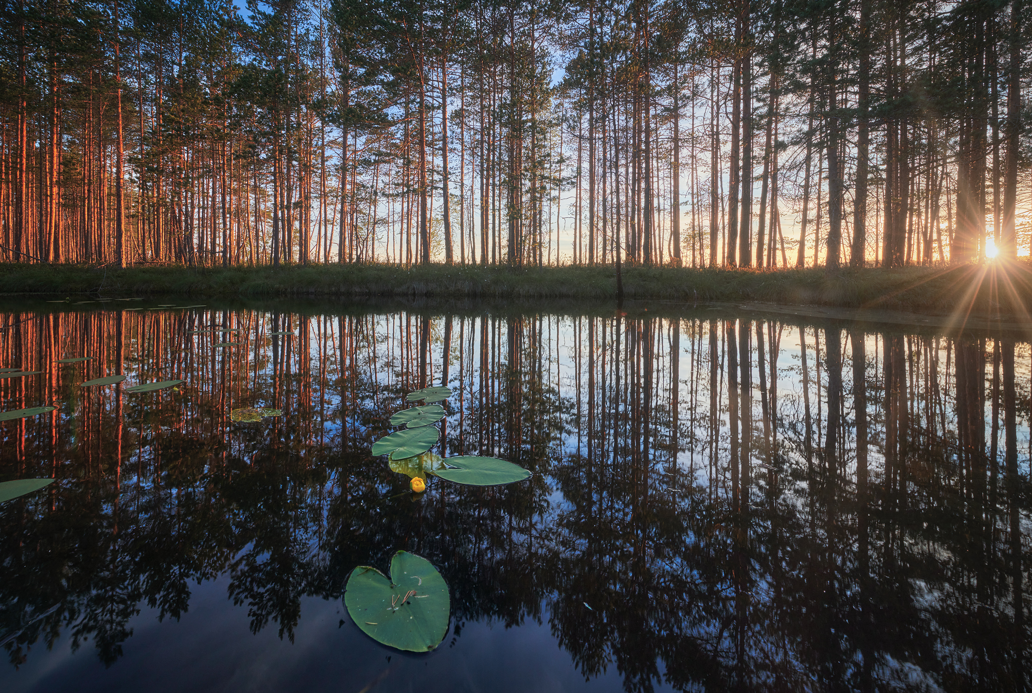 General 2048x1376 water water lilies nature trees sunlight sunset reflection photography outdoors Anton Kononov