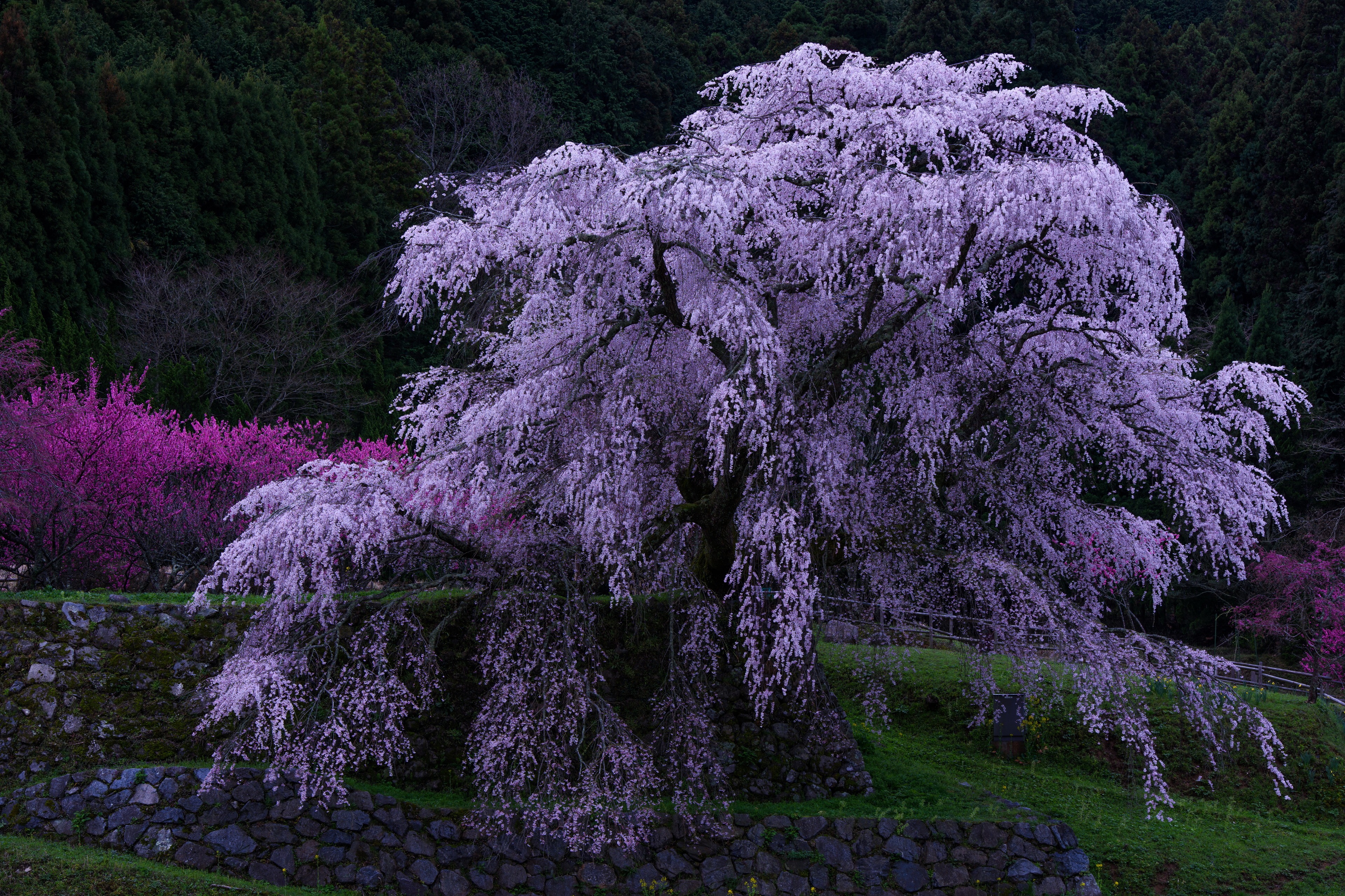 General 3840x2560 trees flowers garden spring nature