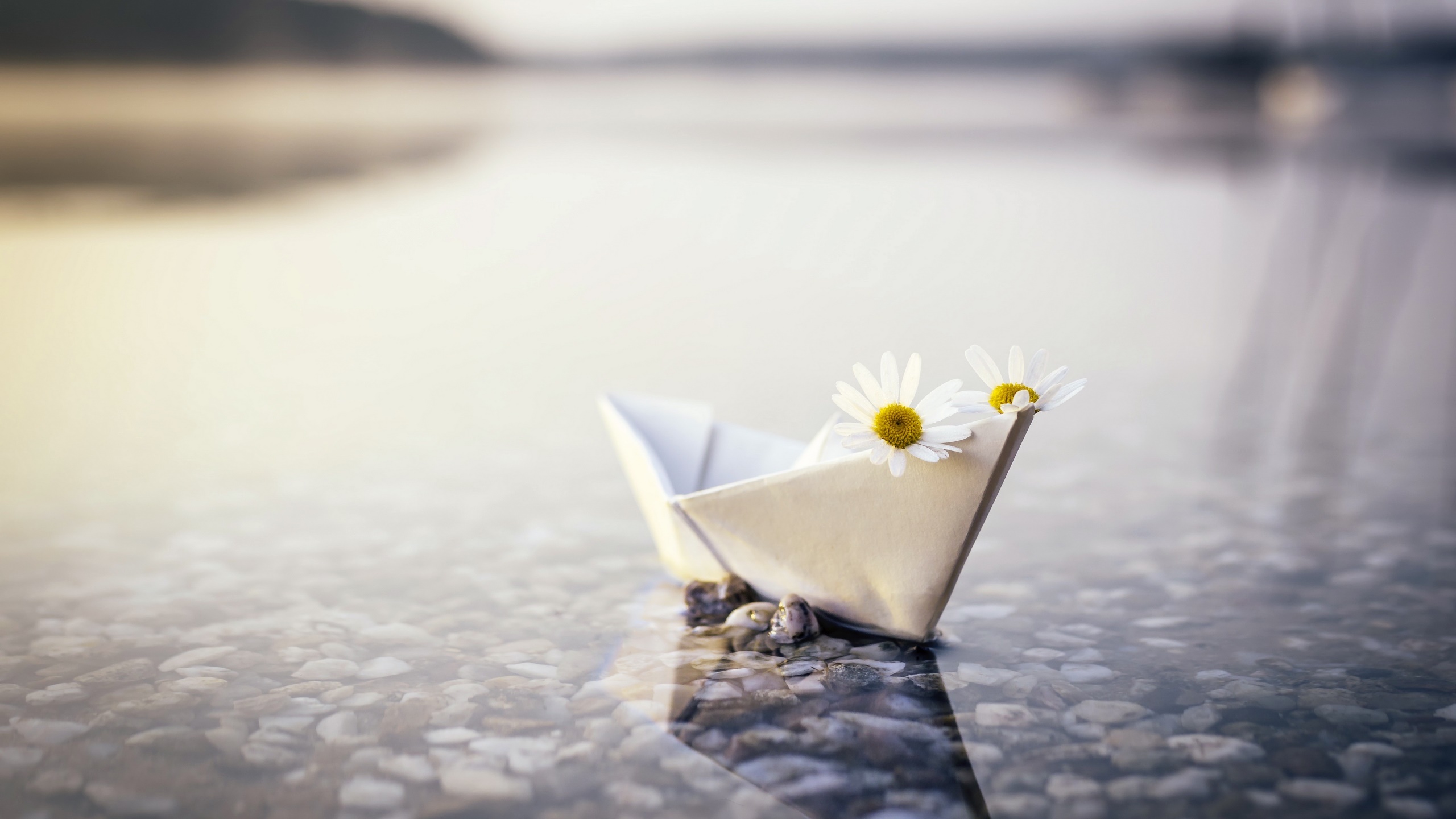 General 2560x1440 outdoors paper paper boats flowers plants blurry background closeup