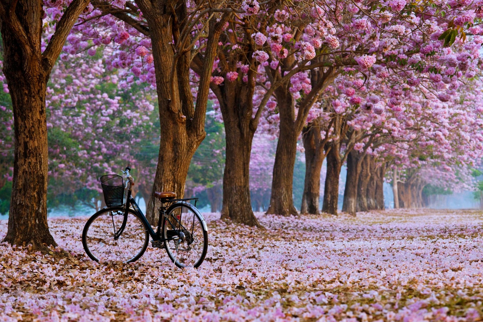 General 1920x1280 bicycle cherry blossom trees vehicle